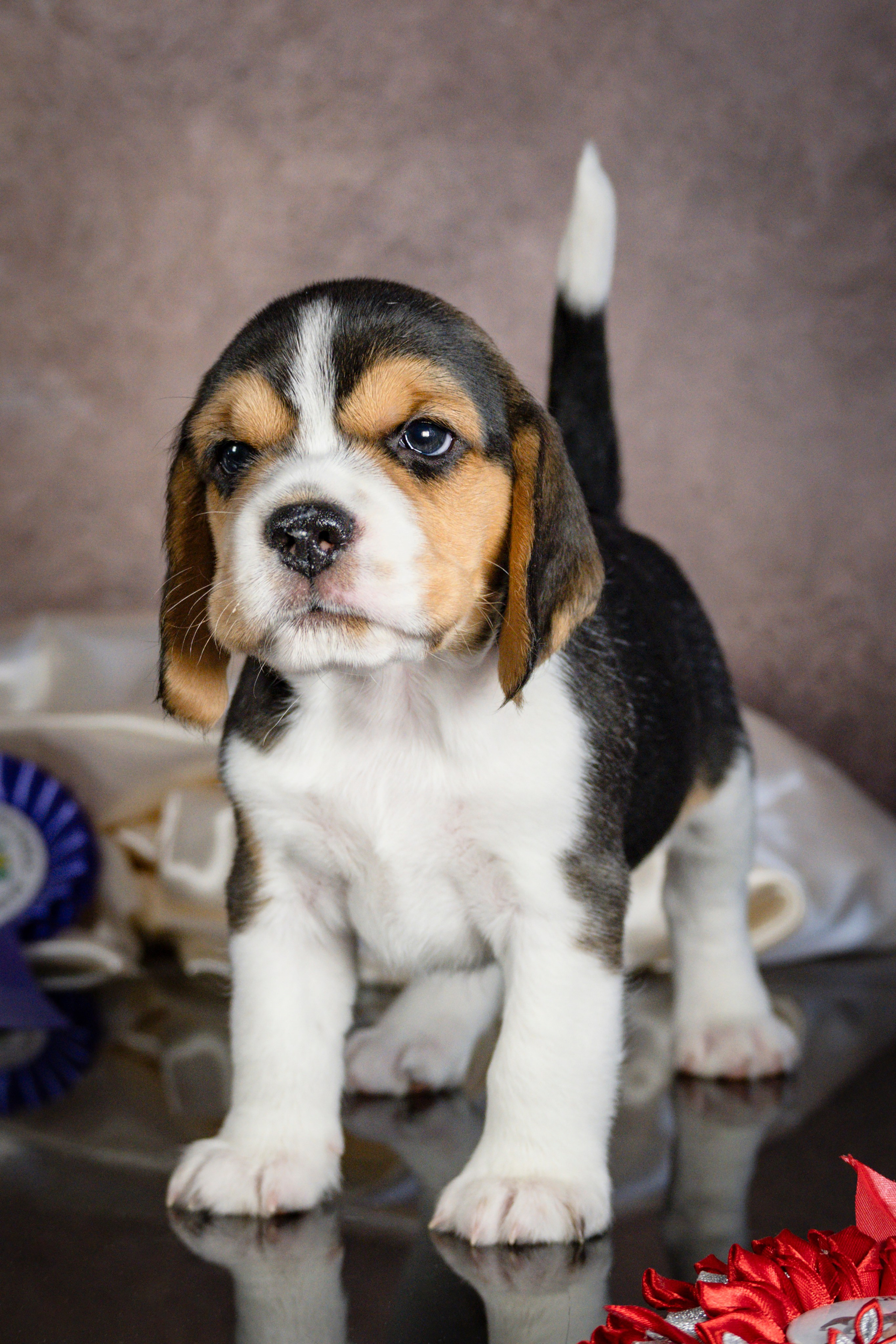 Фотосессия щенков бигля. Фотограф анималист в Санкт-Петербурге Таша Крейв