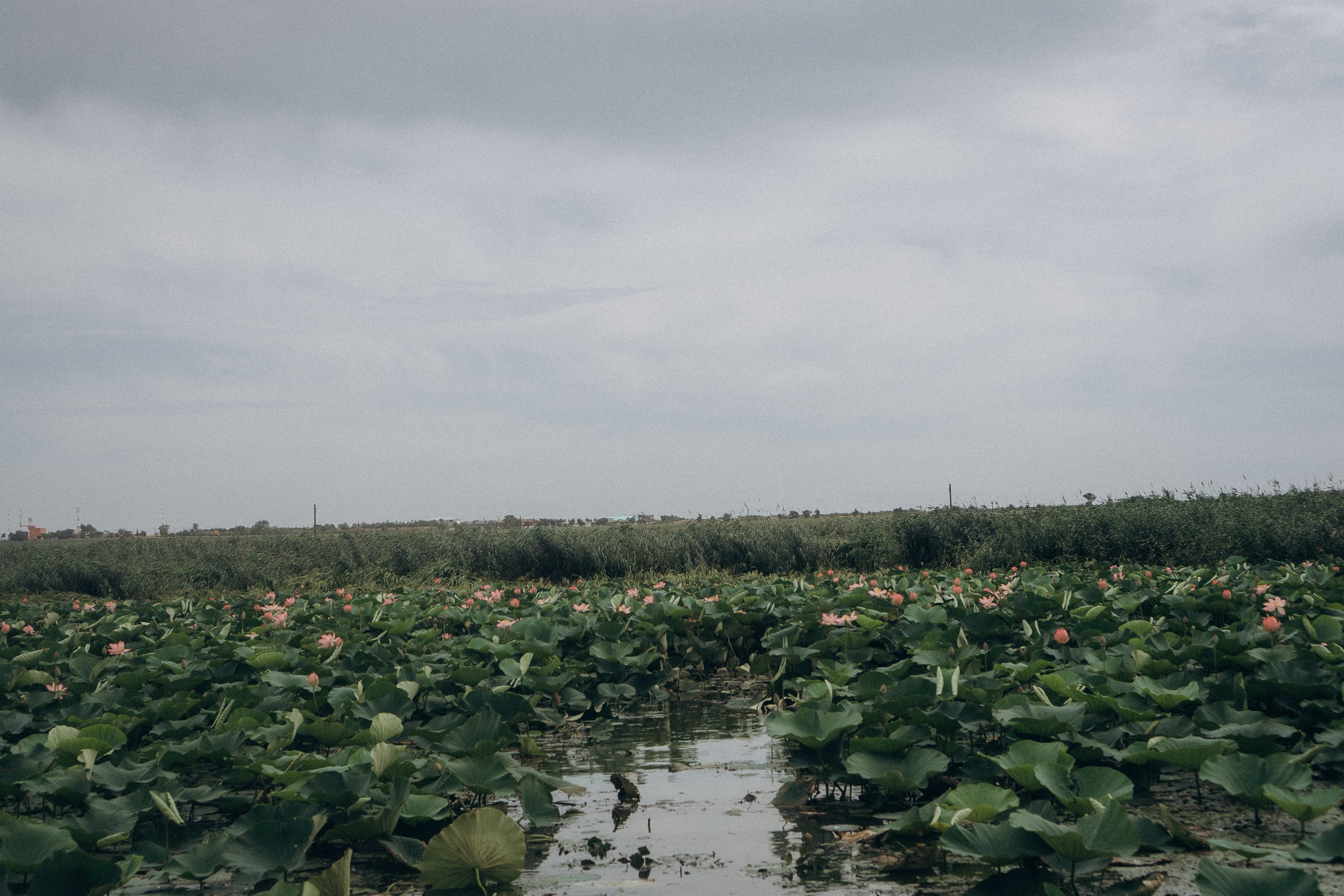 ЛОТОСОВАЯ ПОЛЯНА. Профессиональный фотограф, Санкт-Петербург — Виктория Богомолова