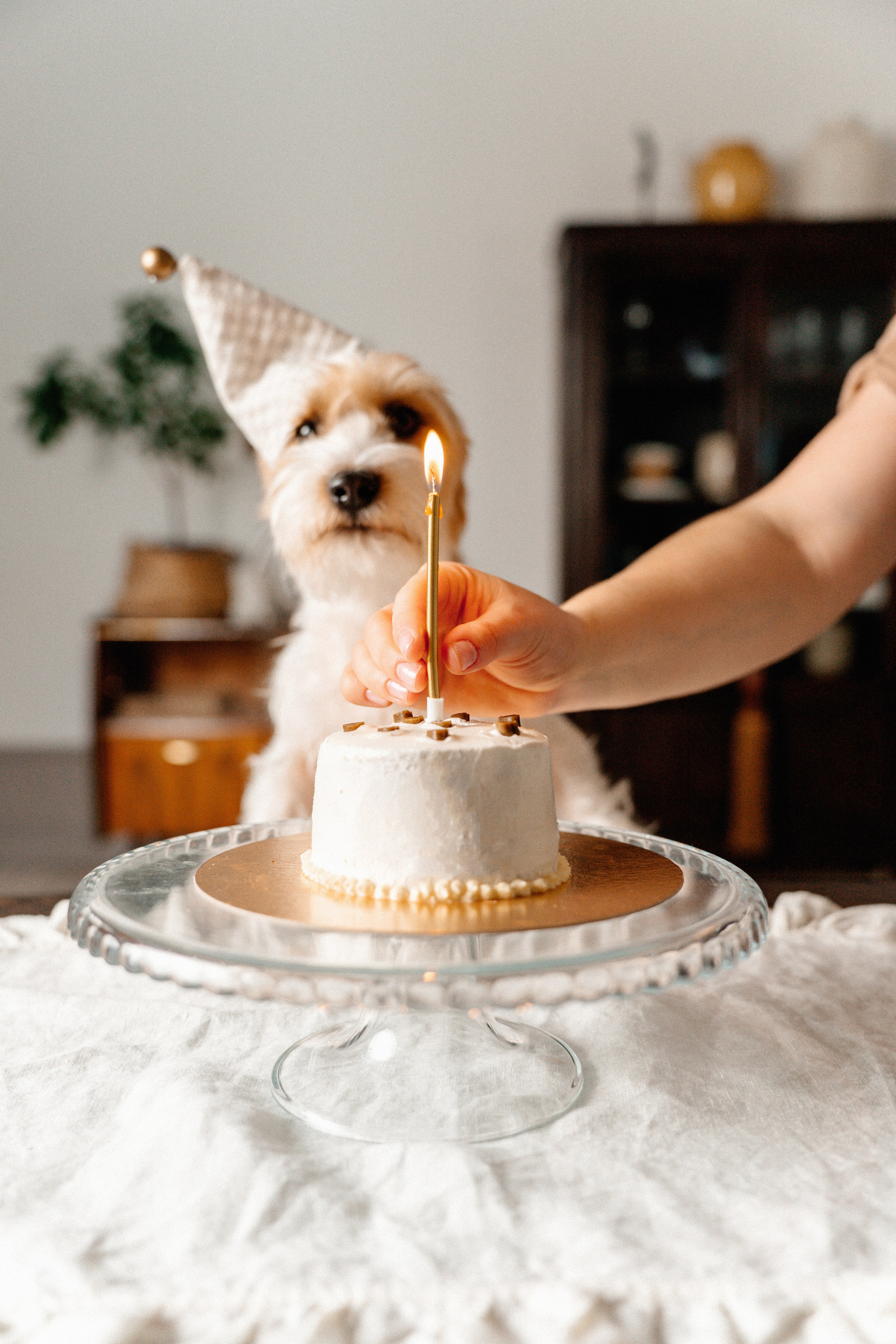 Красота хвостатых глазами хозяйки. Ваш семейный фотограф в Минске — Вика Трегубова