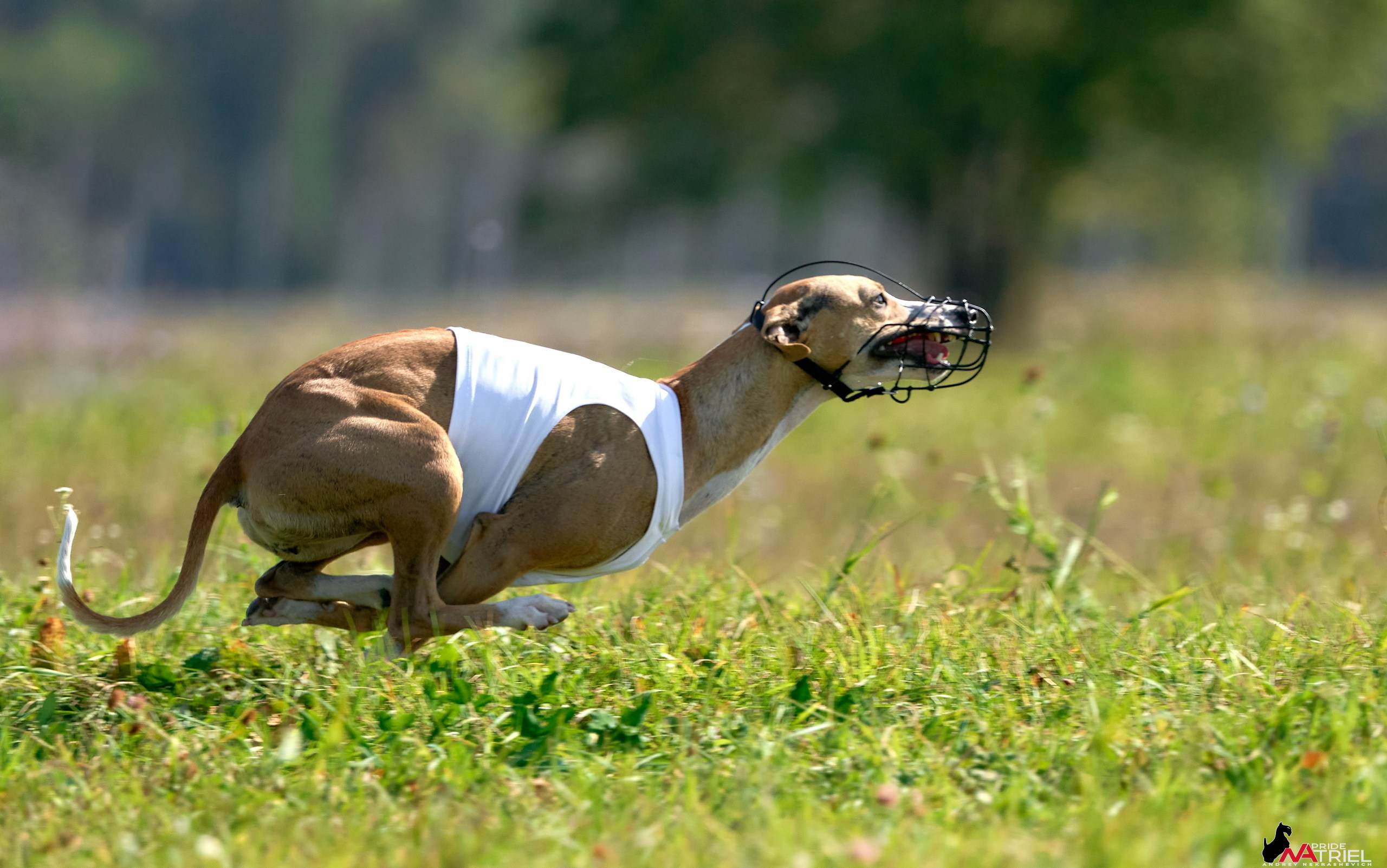 Съемка курсинг — галерея NATRIEL