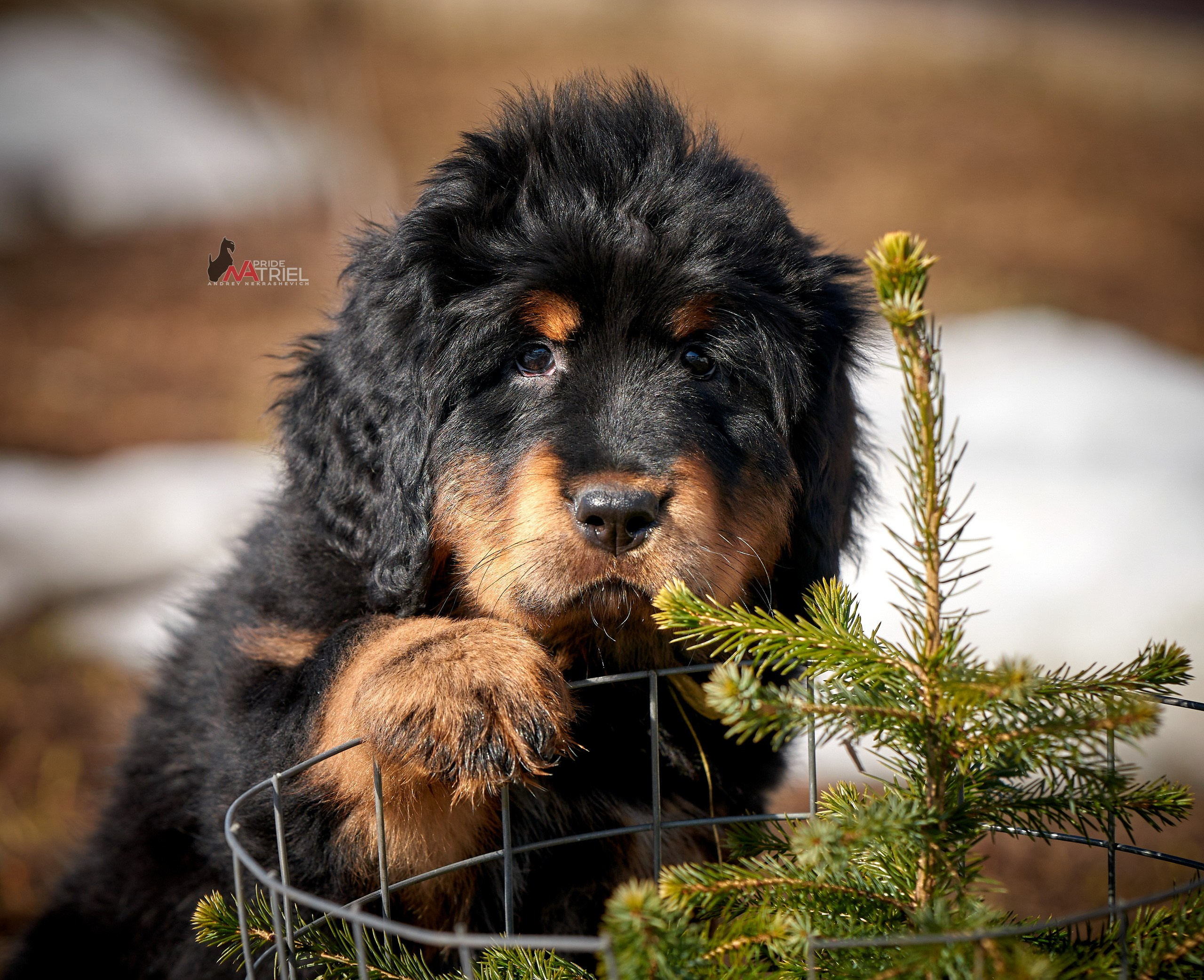 Щенки на прогулке — галерея NATRIEL