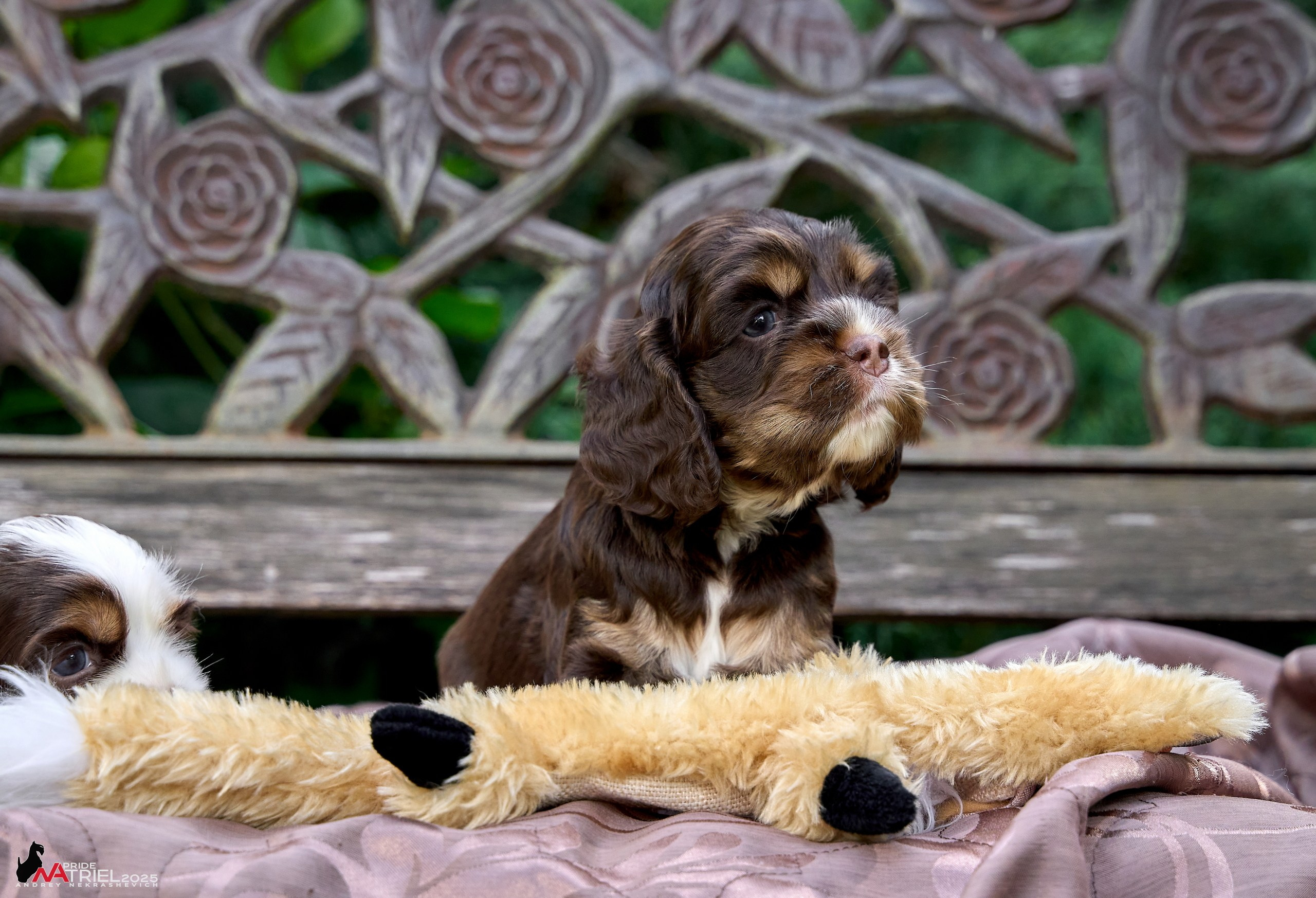 Щенки АмКокеров