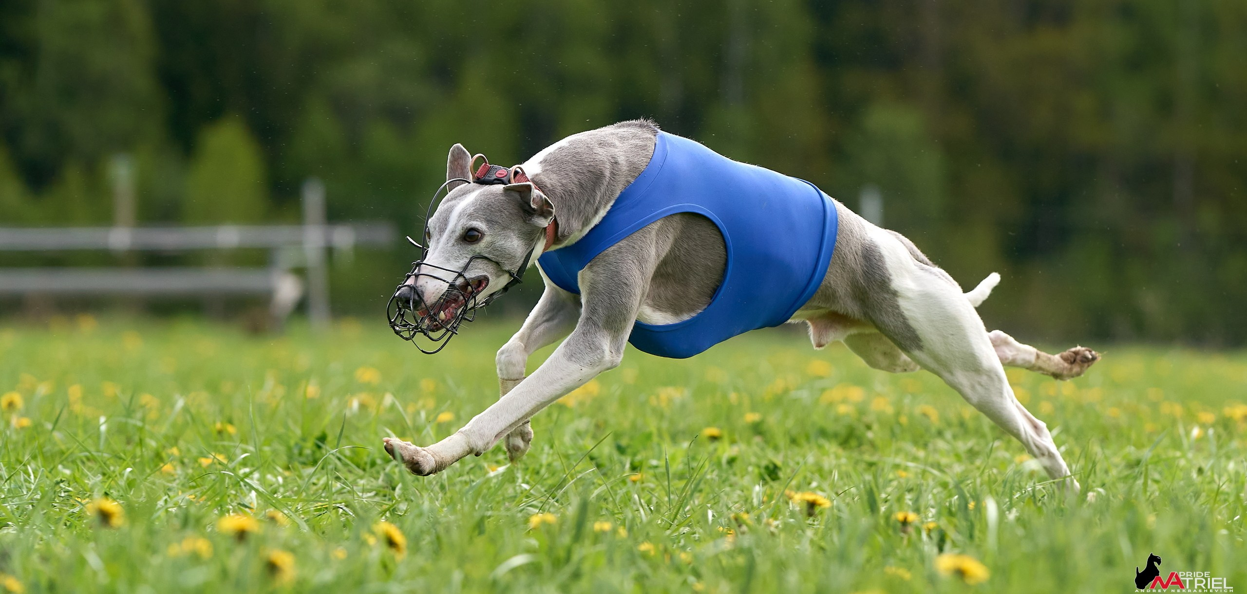 Съемка курсинг — галерея NATRIEL