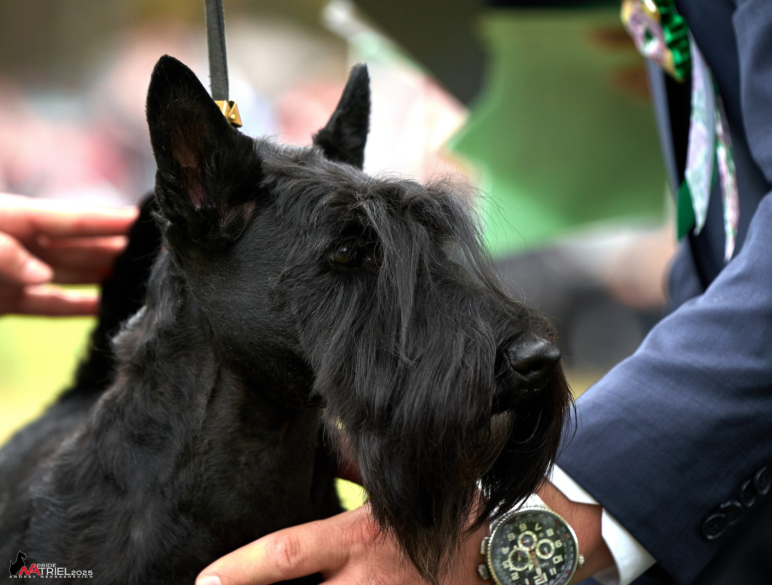 Выставка собак Суздаль-Владимир
