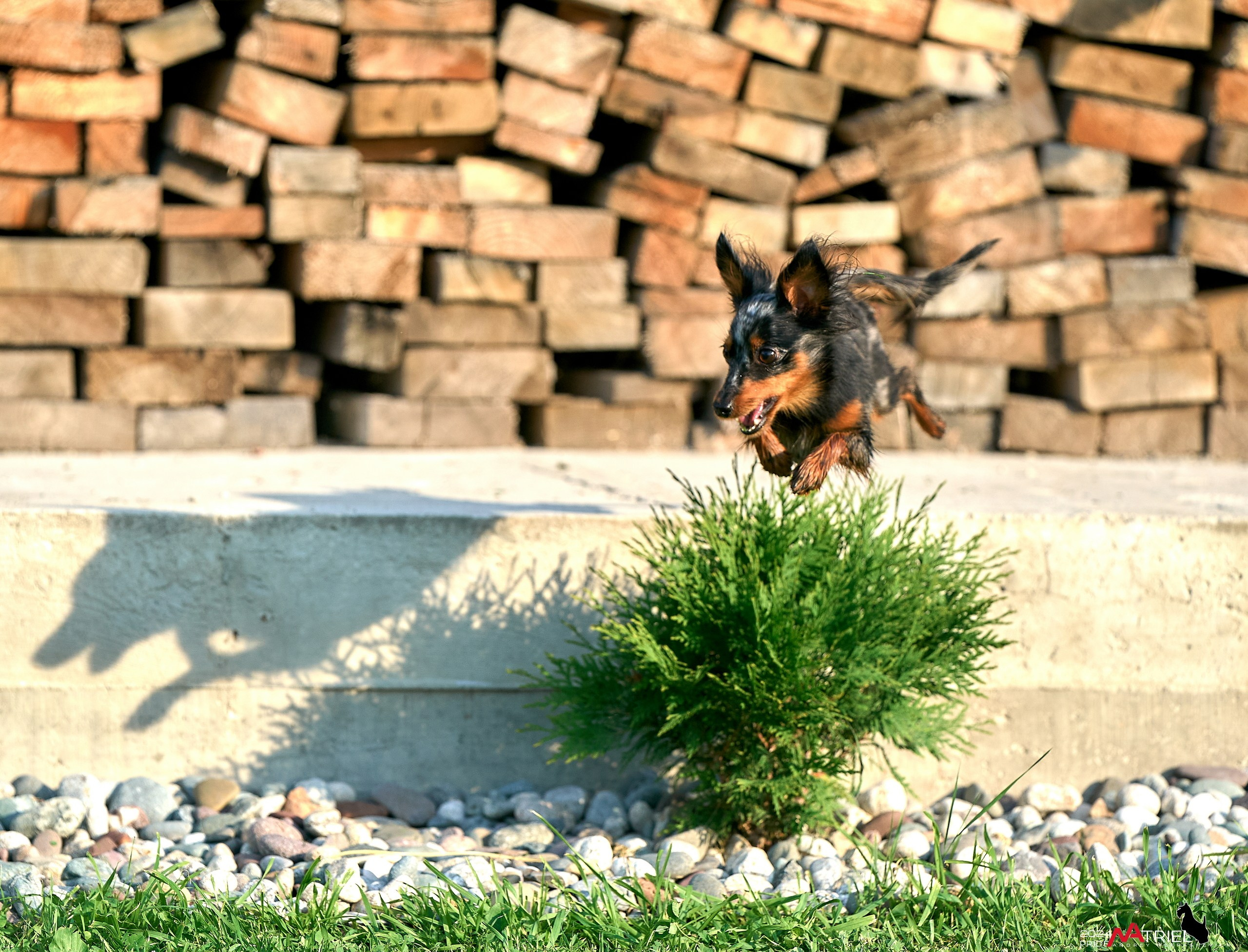 Фотопрогулка с крысариками