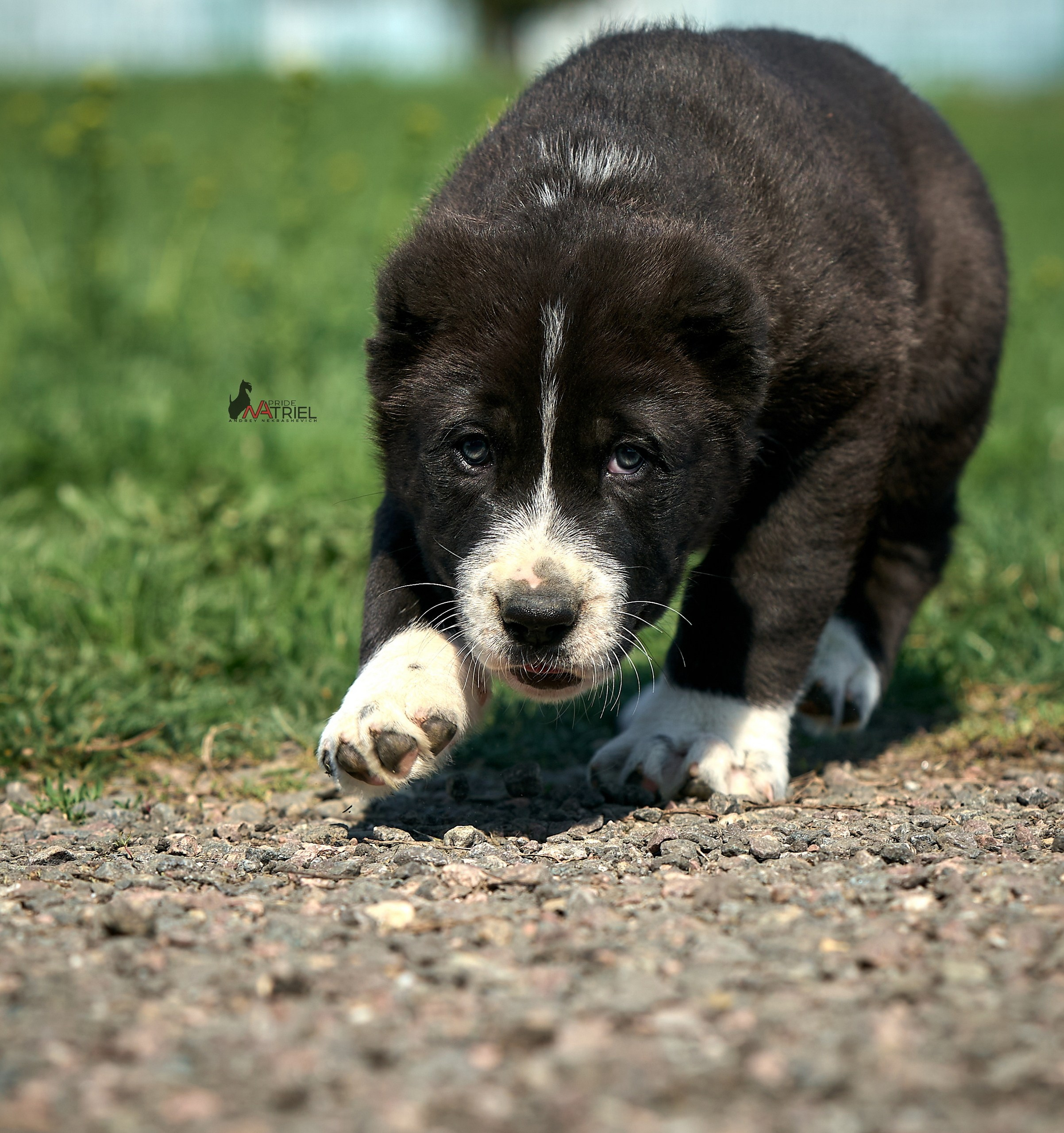 Среднеазиаты — щенки и взрослые