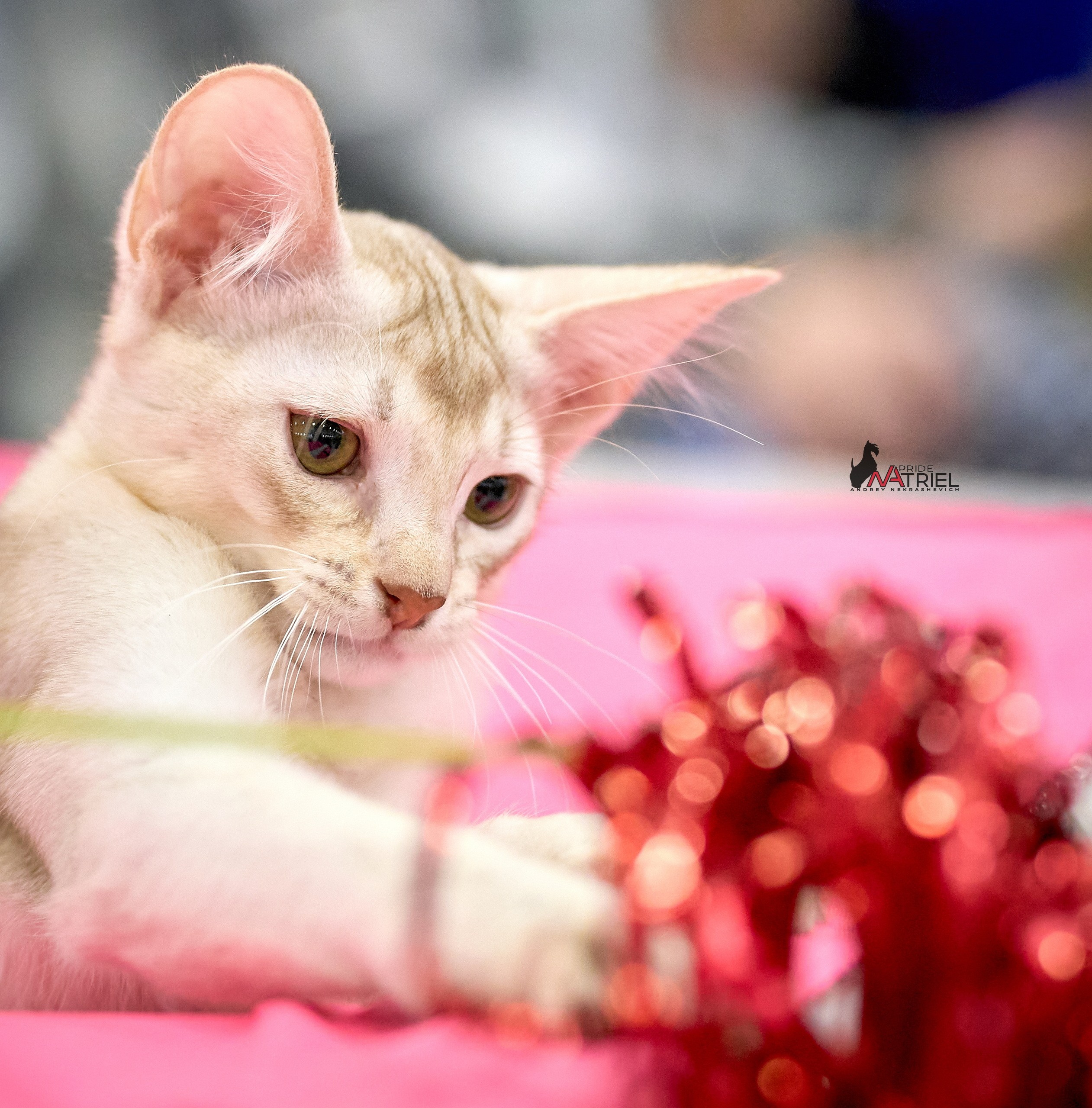 Кошки на выставках — галерея NATRIEL