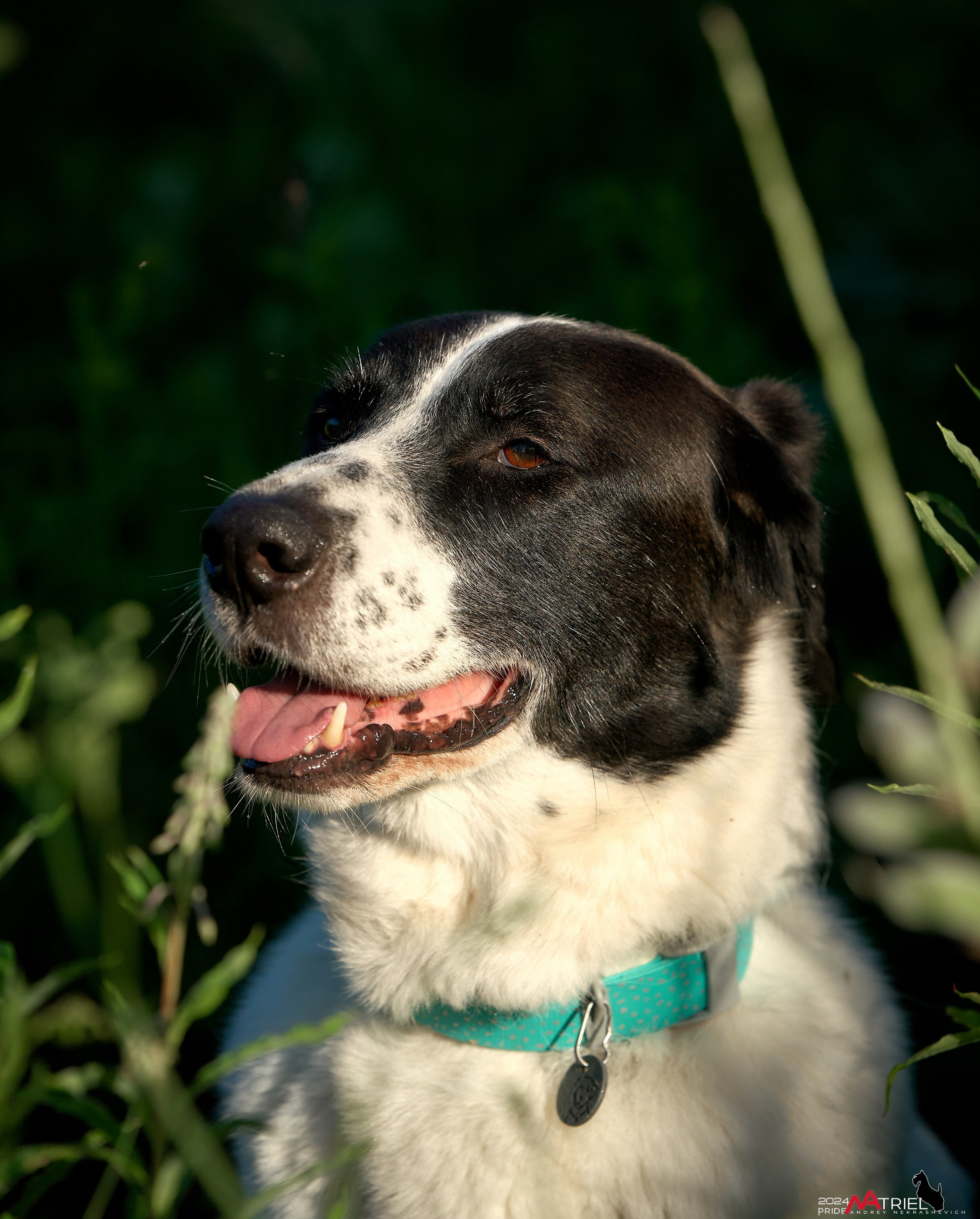 Репортаж из кинологического лагеря