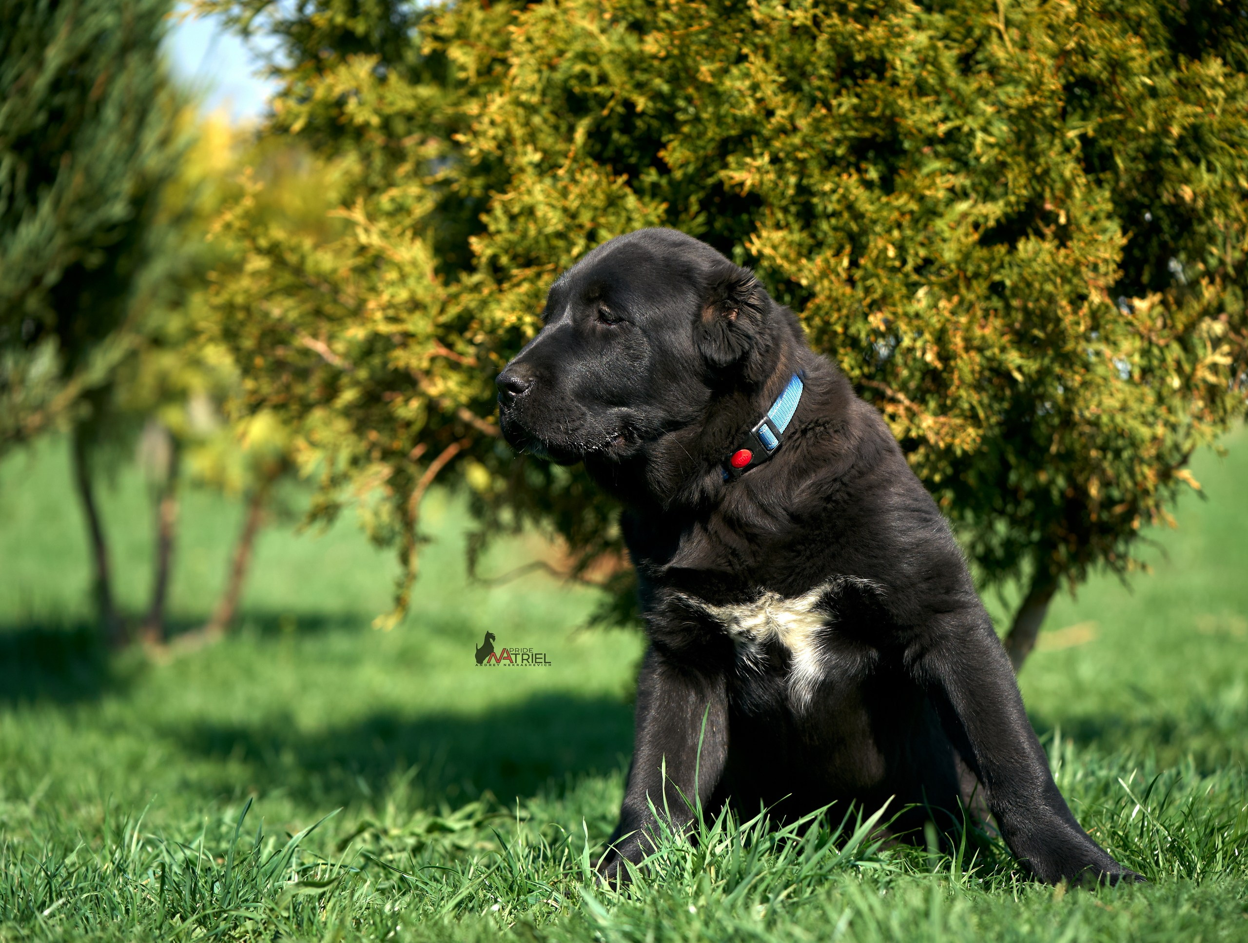 Среднеазиаты — щенки и взрослые
