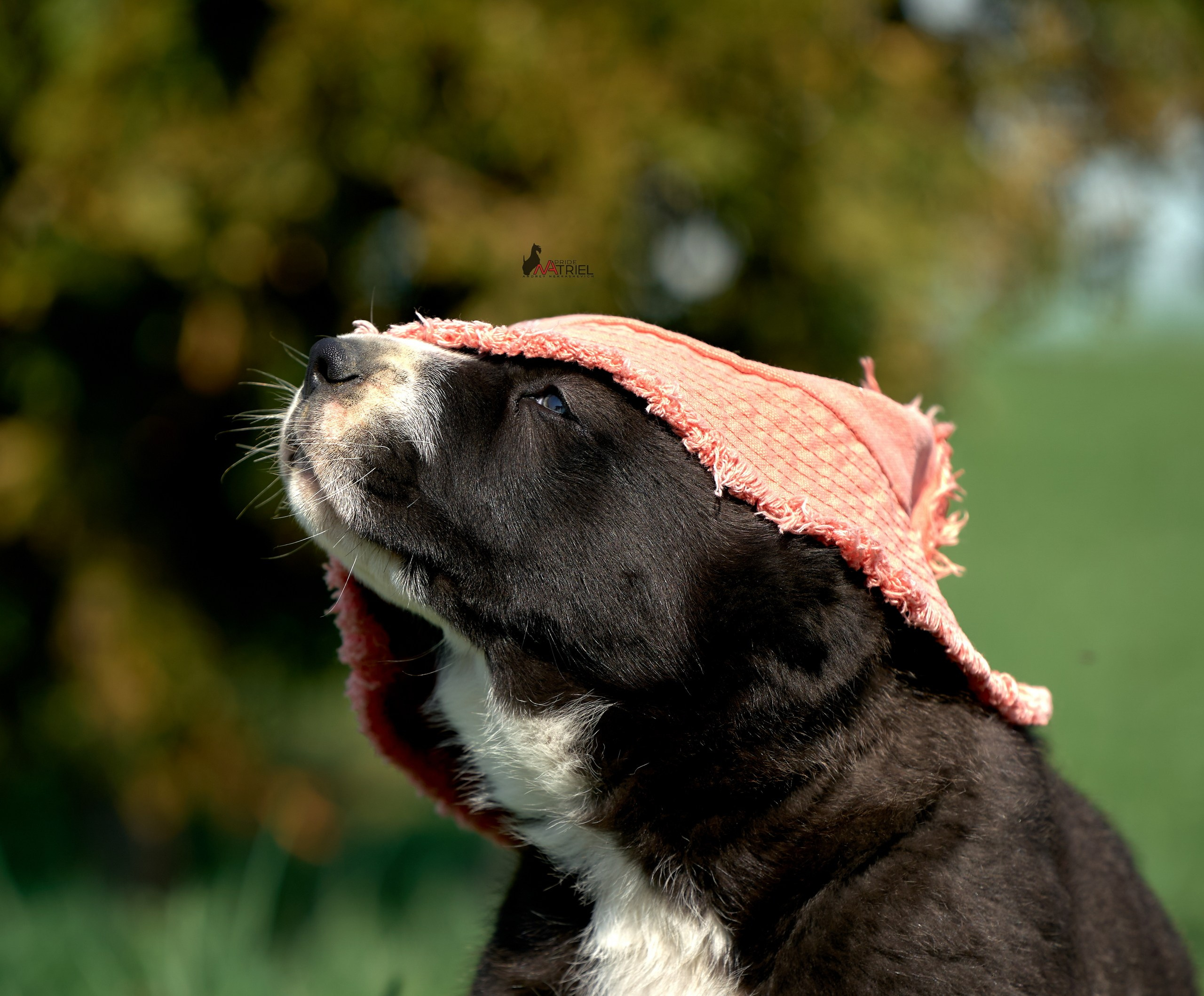 Среднеазиаты — щенки и взрослые