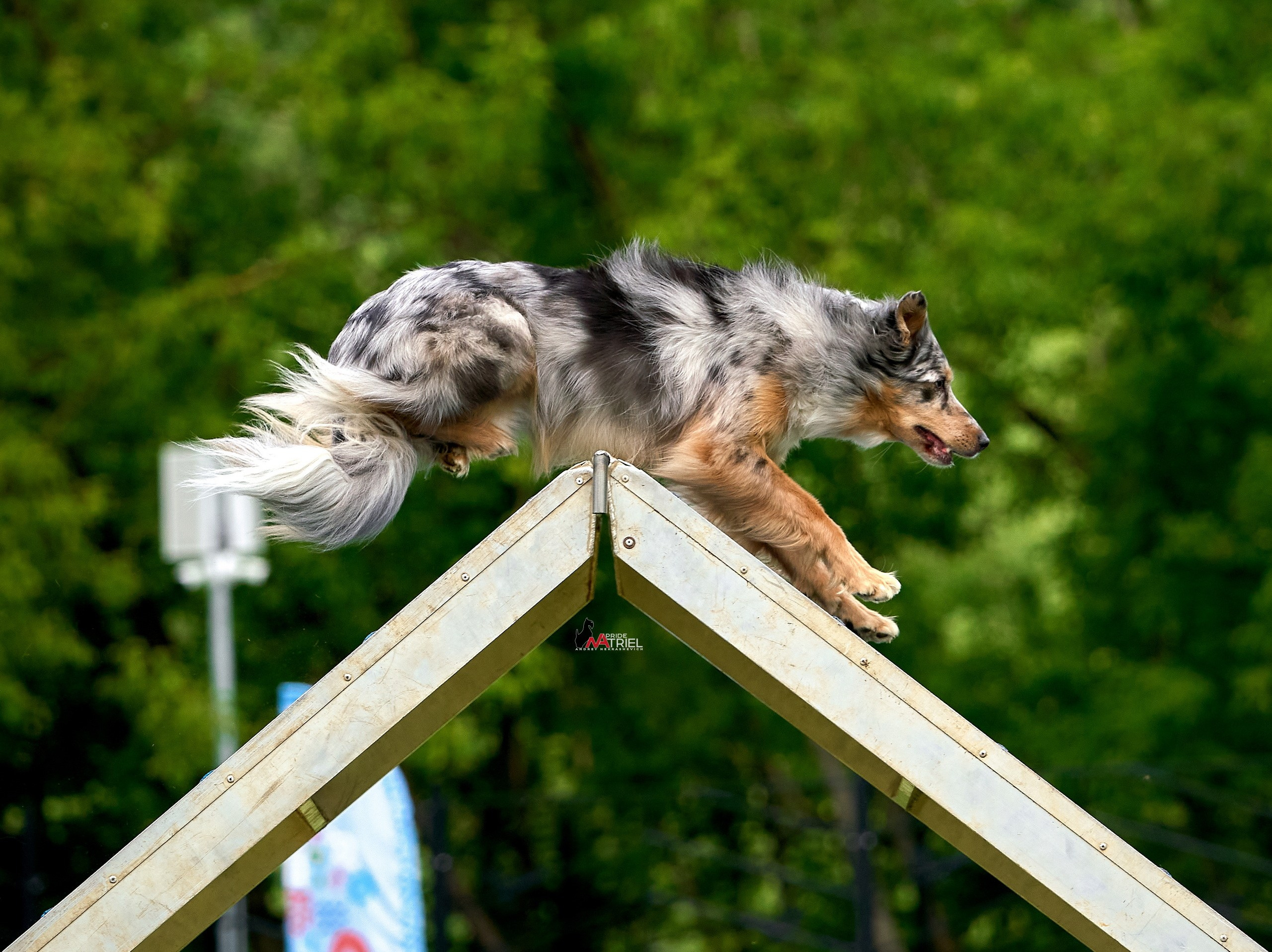 Аджилити — галерея NATRIEL