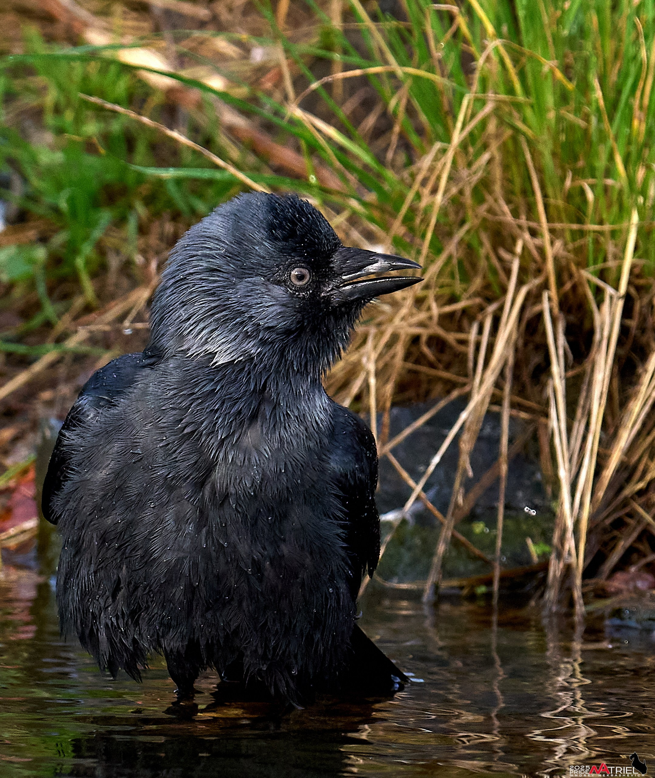 Съемка с объективом Sony 200-600 на камеру Sony A1m2