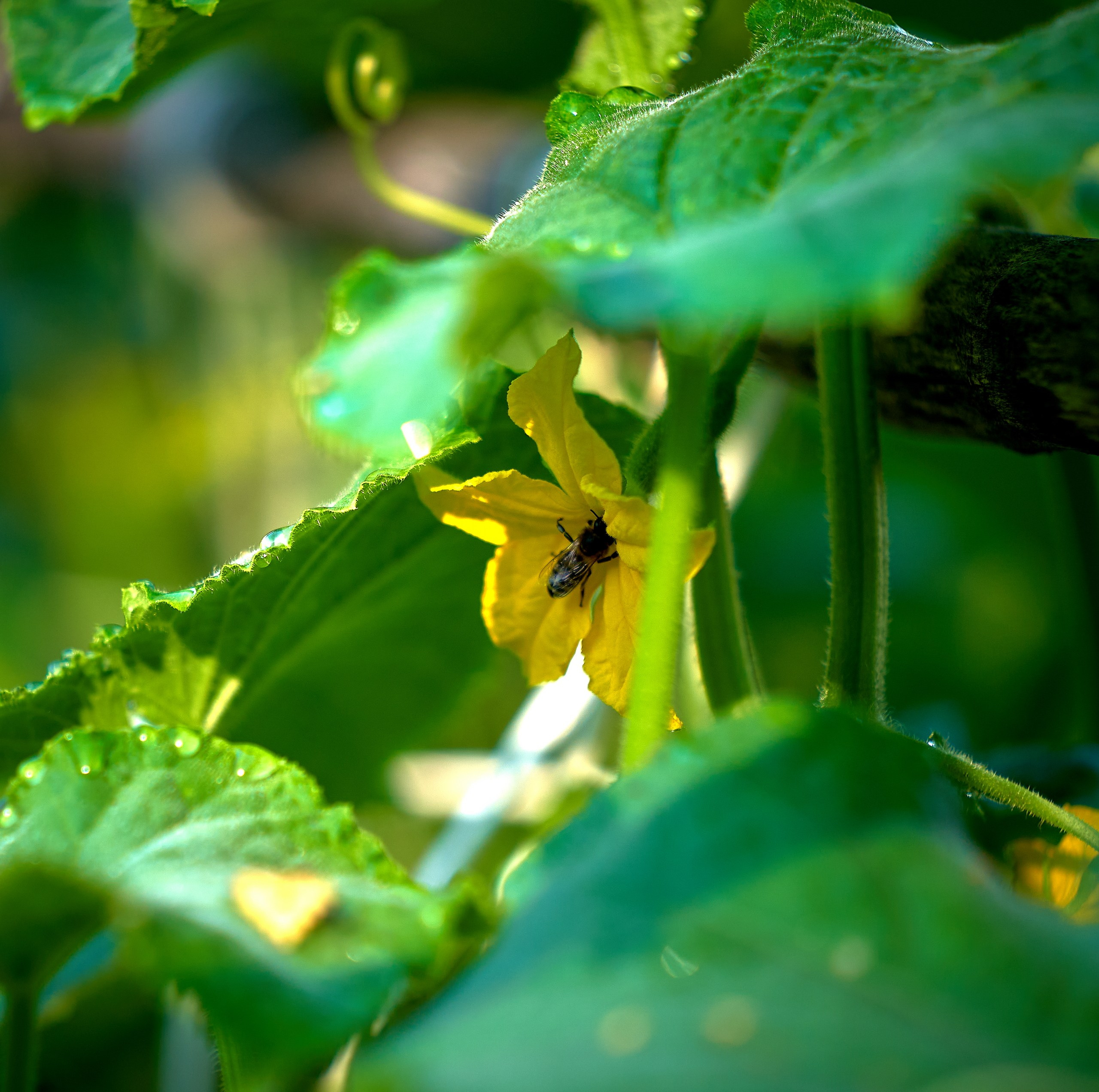 Лютики-цветочки — галерея NATRIEL