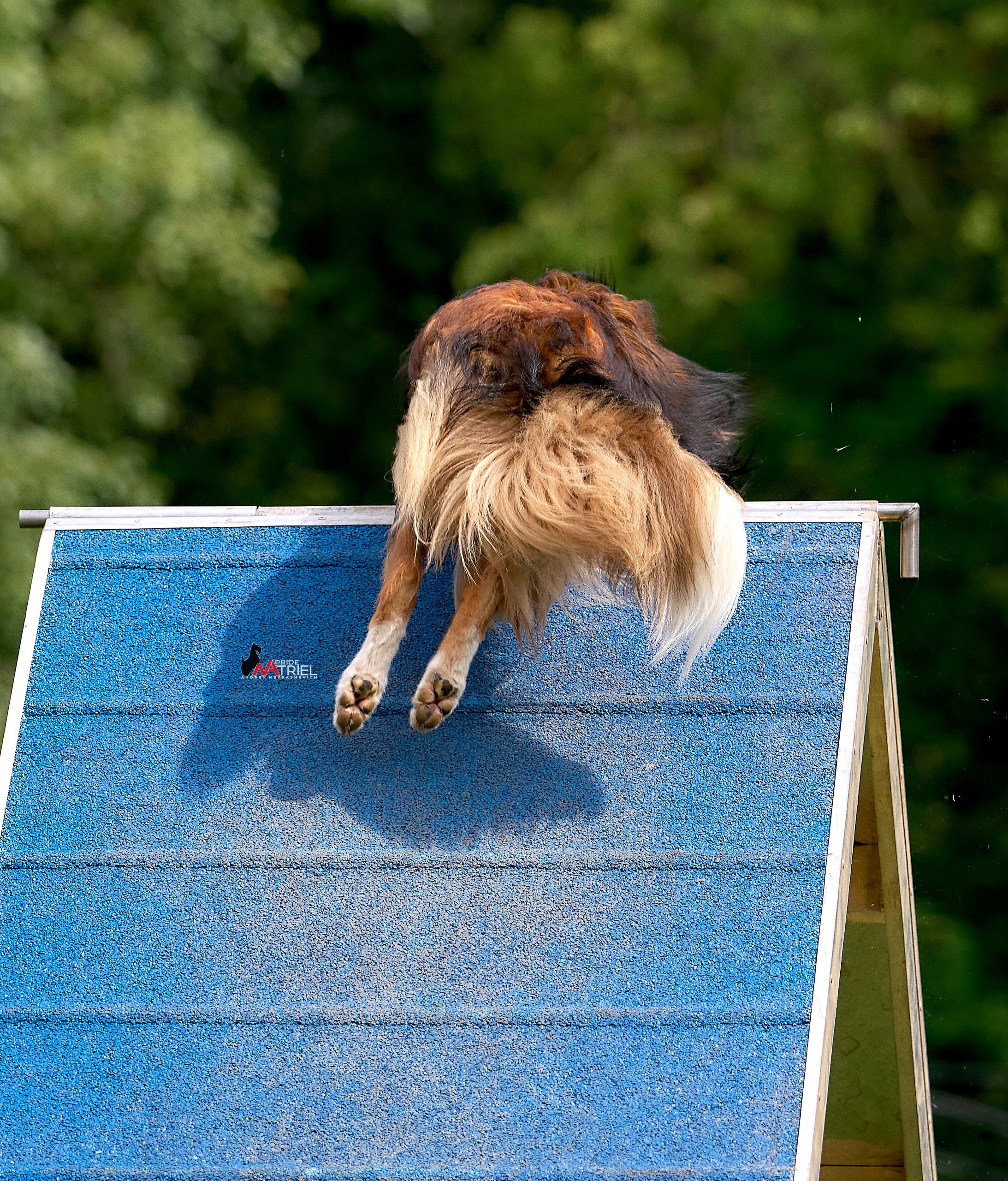 Аджилити — галерея NATRIEL