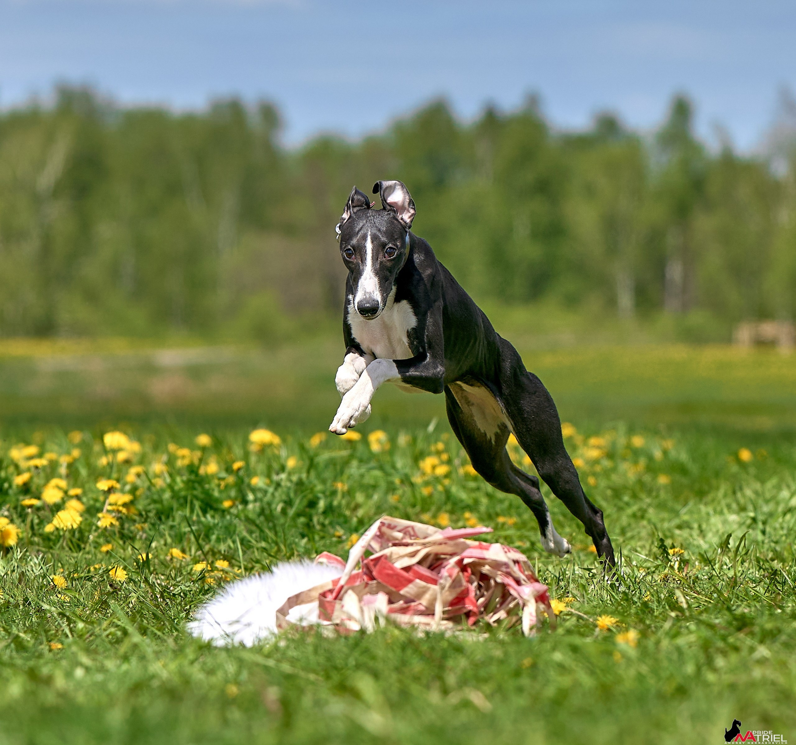 Съемка курсинг — галерея NATRIEL
