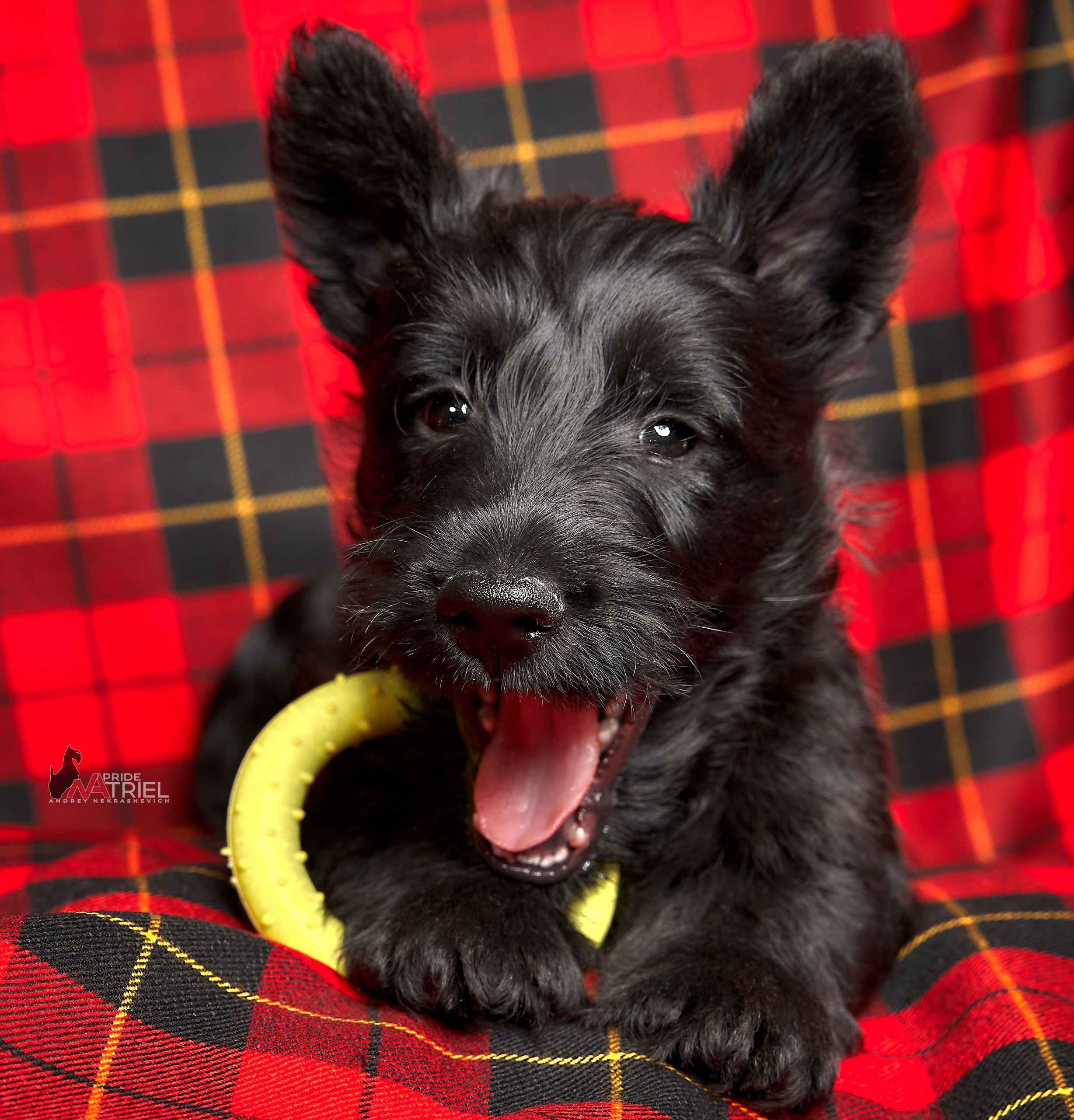 Щенки дома — галерея NATRIEL