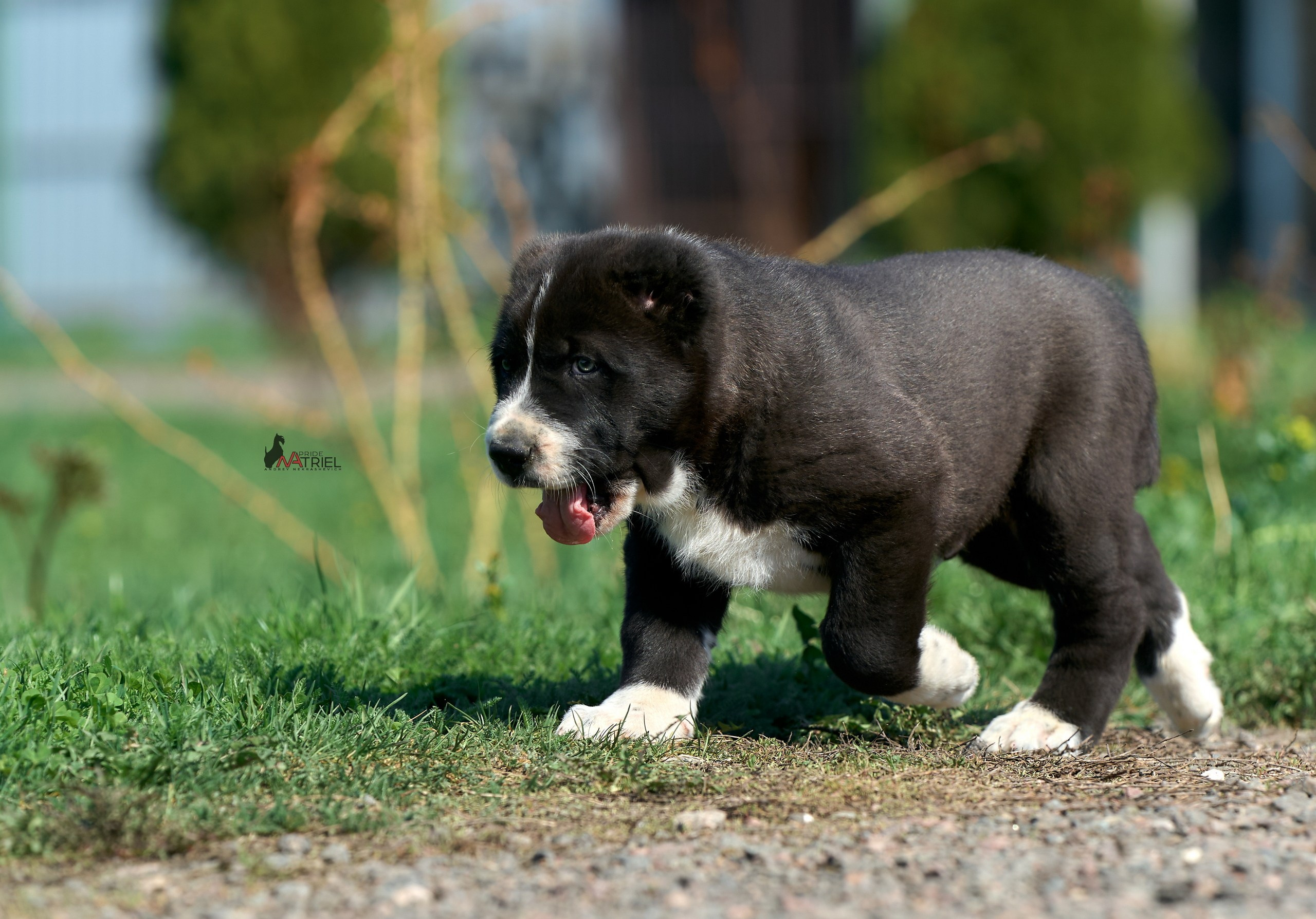 Среднеазиаты — щенки и взрослые