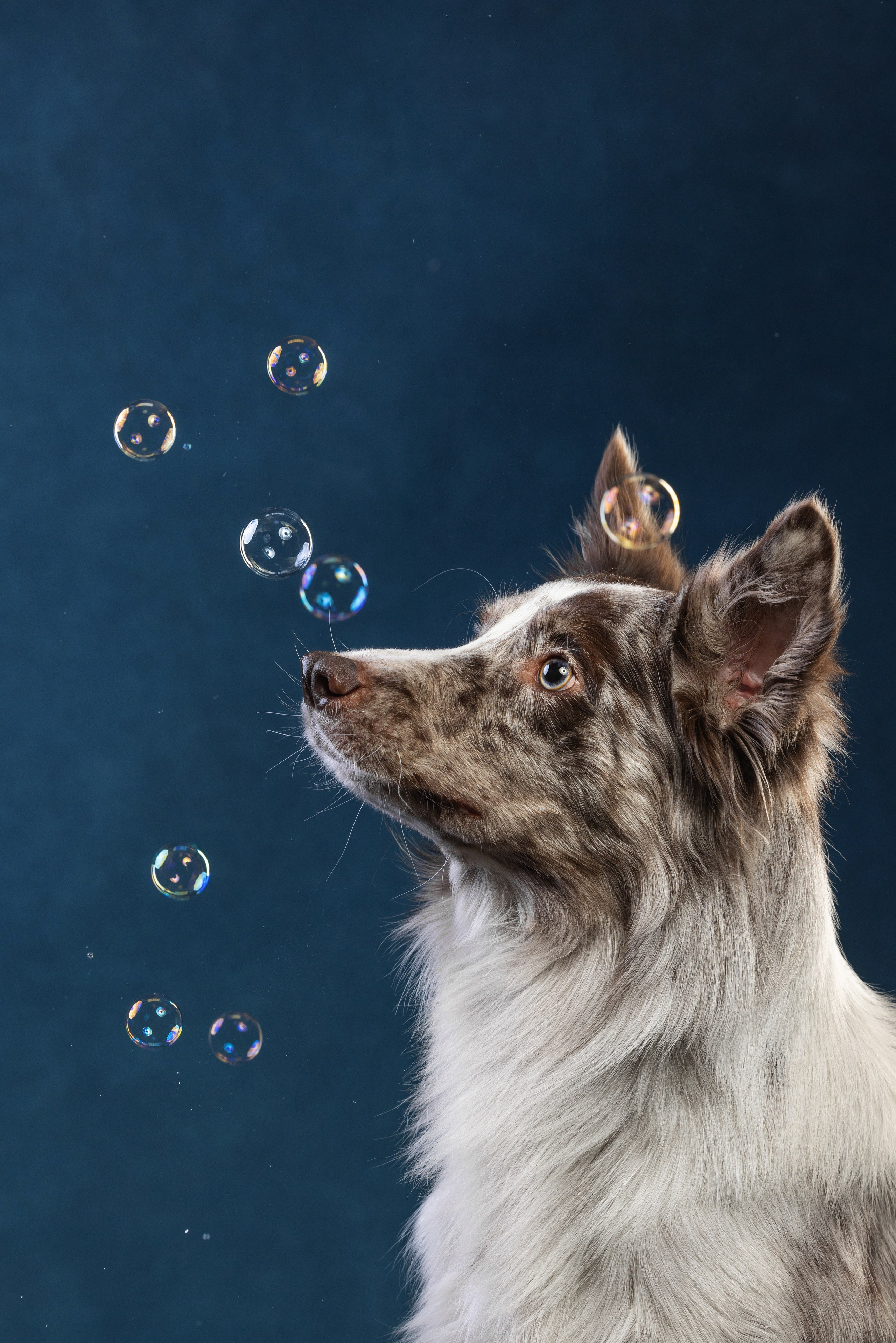 Бордер колли. Фотограф анималист Осипчикова Мария