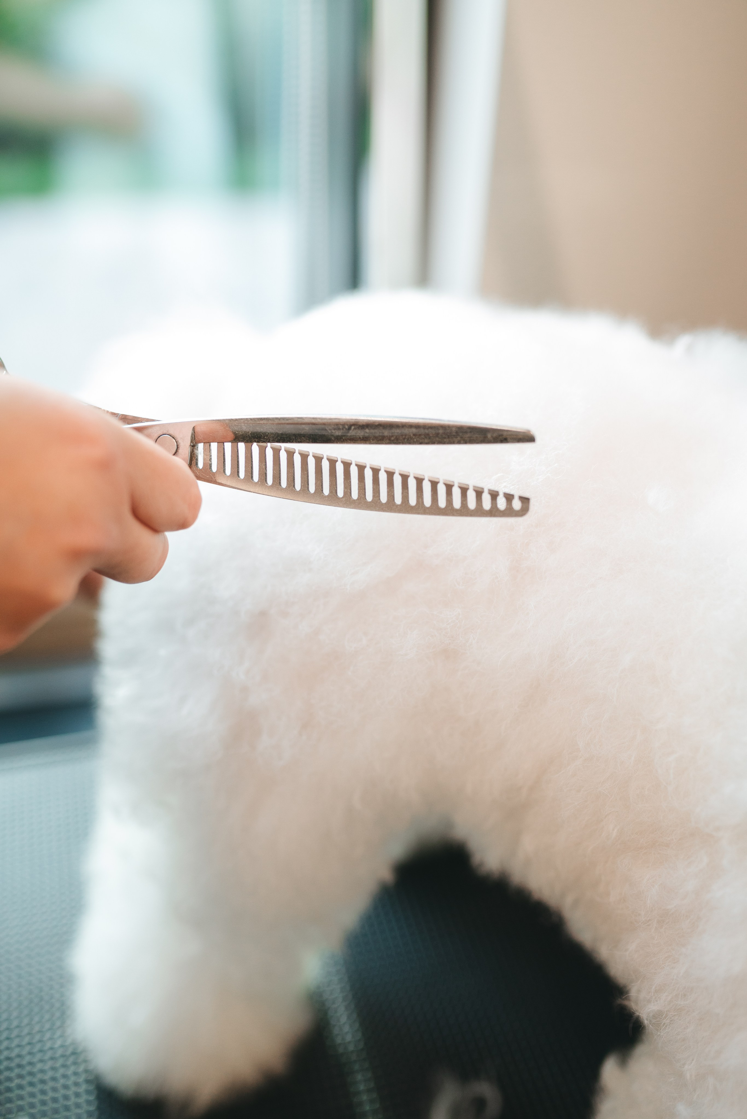 Груминг — салон. Фотограф анималист Осипчикова Мария