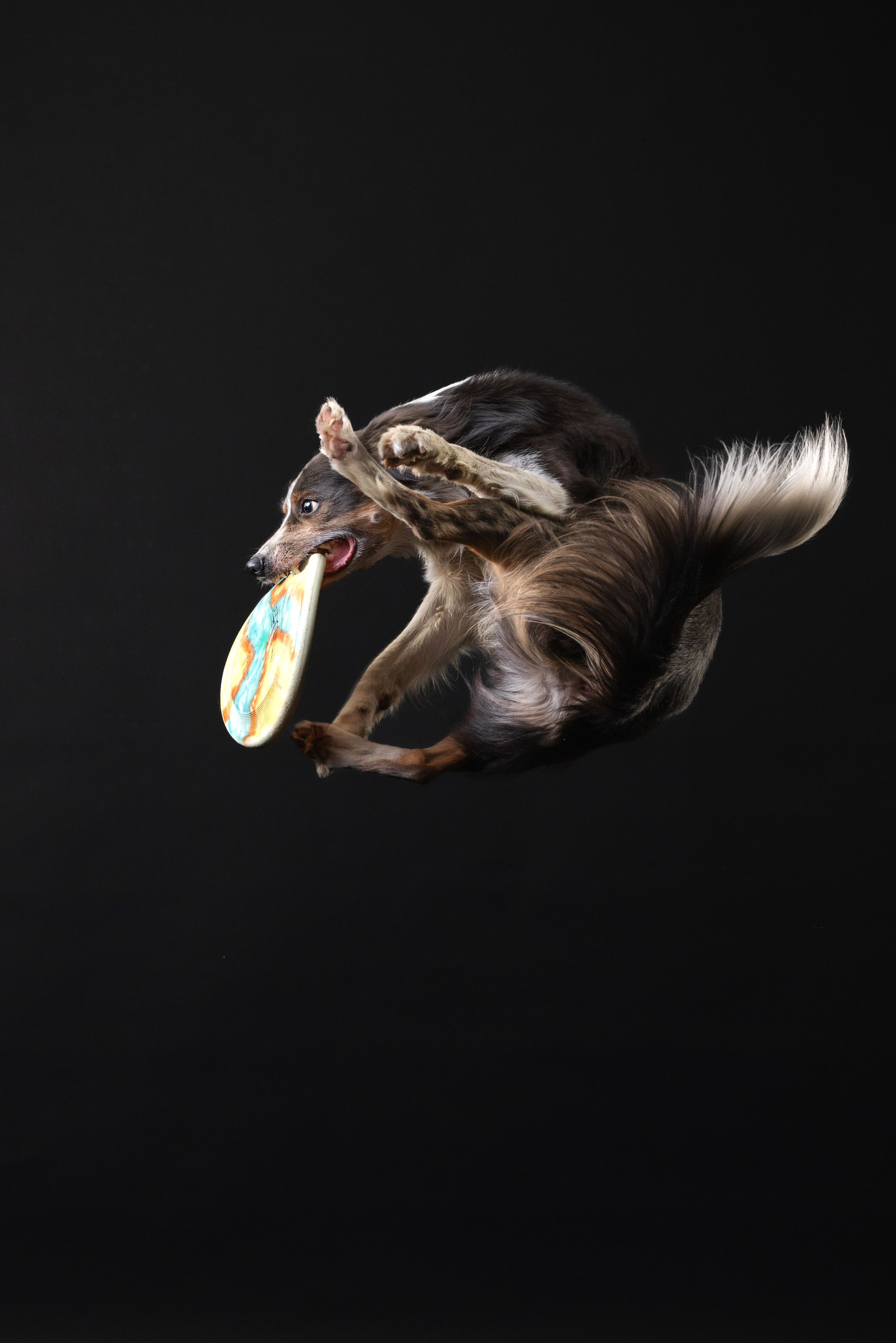 Бордер колли. Фотограф анималист Осипчикова Мария