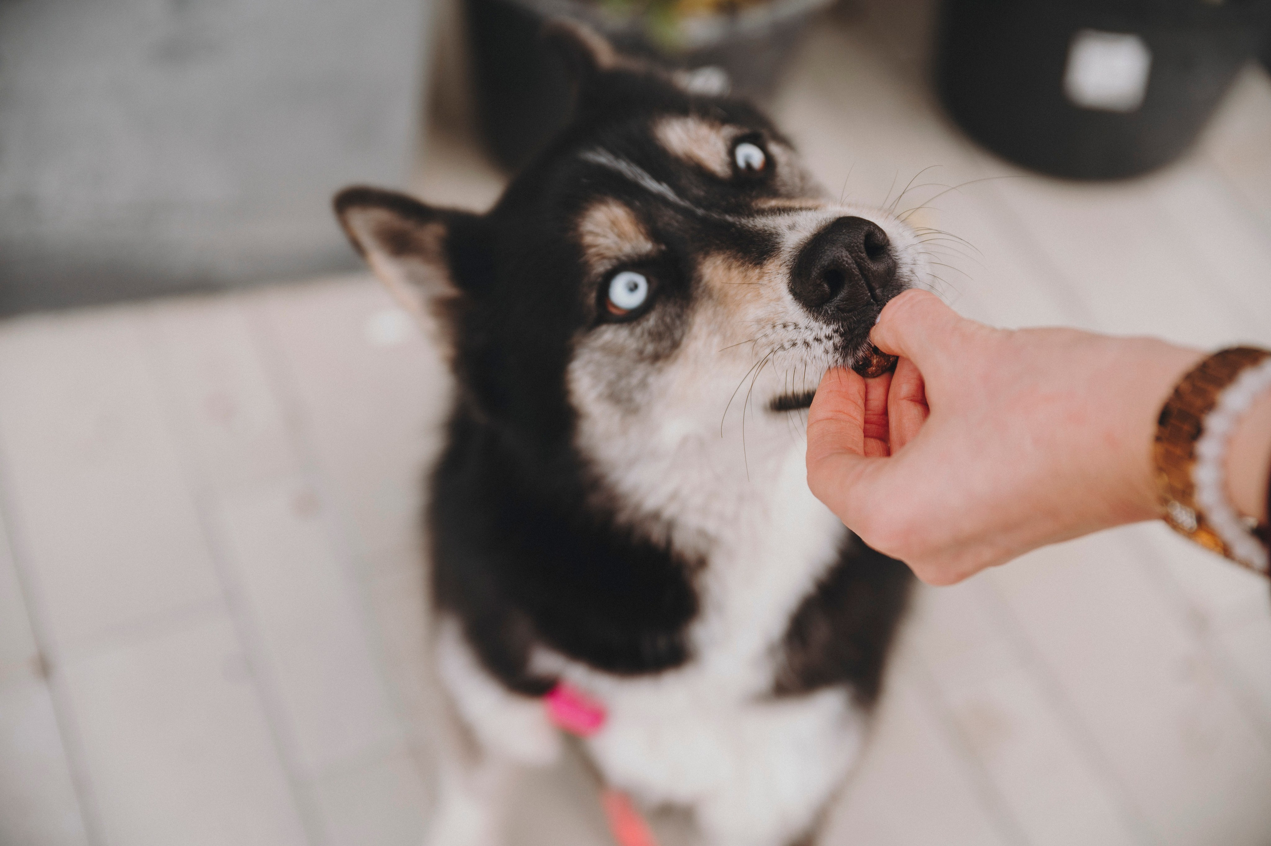 Животные. Фотограф Сочи-Краснодар