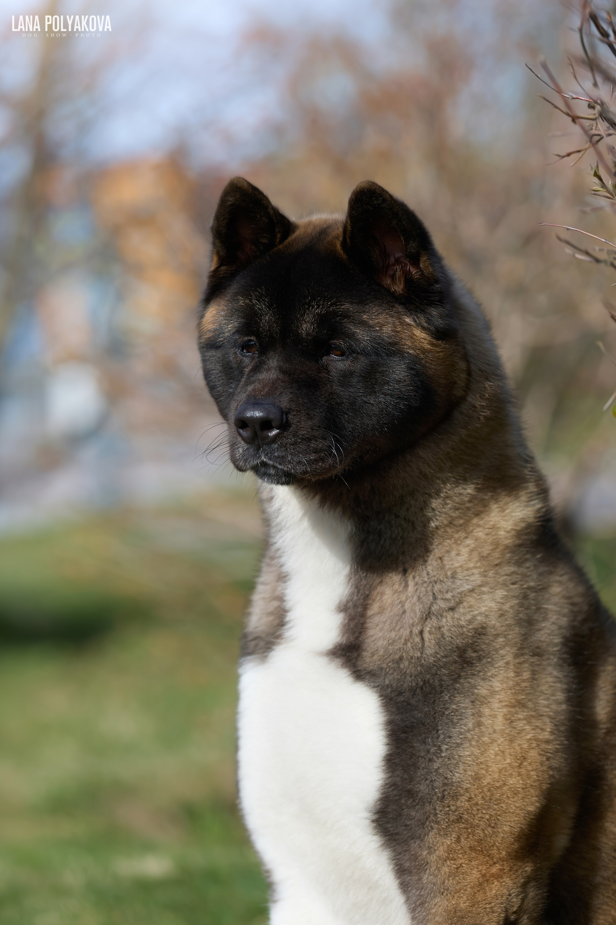 ГРАН ПРИ ВЕСЕННИЙ ПЕТЕРБУРГ 2026. ФОТОГРАФ-АНИМАЛИСТ l LANA POLYAKOVA