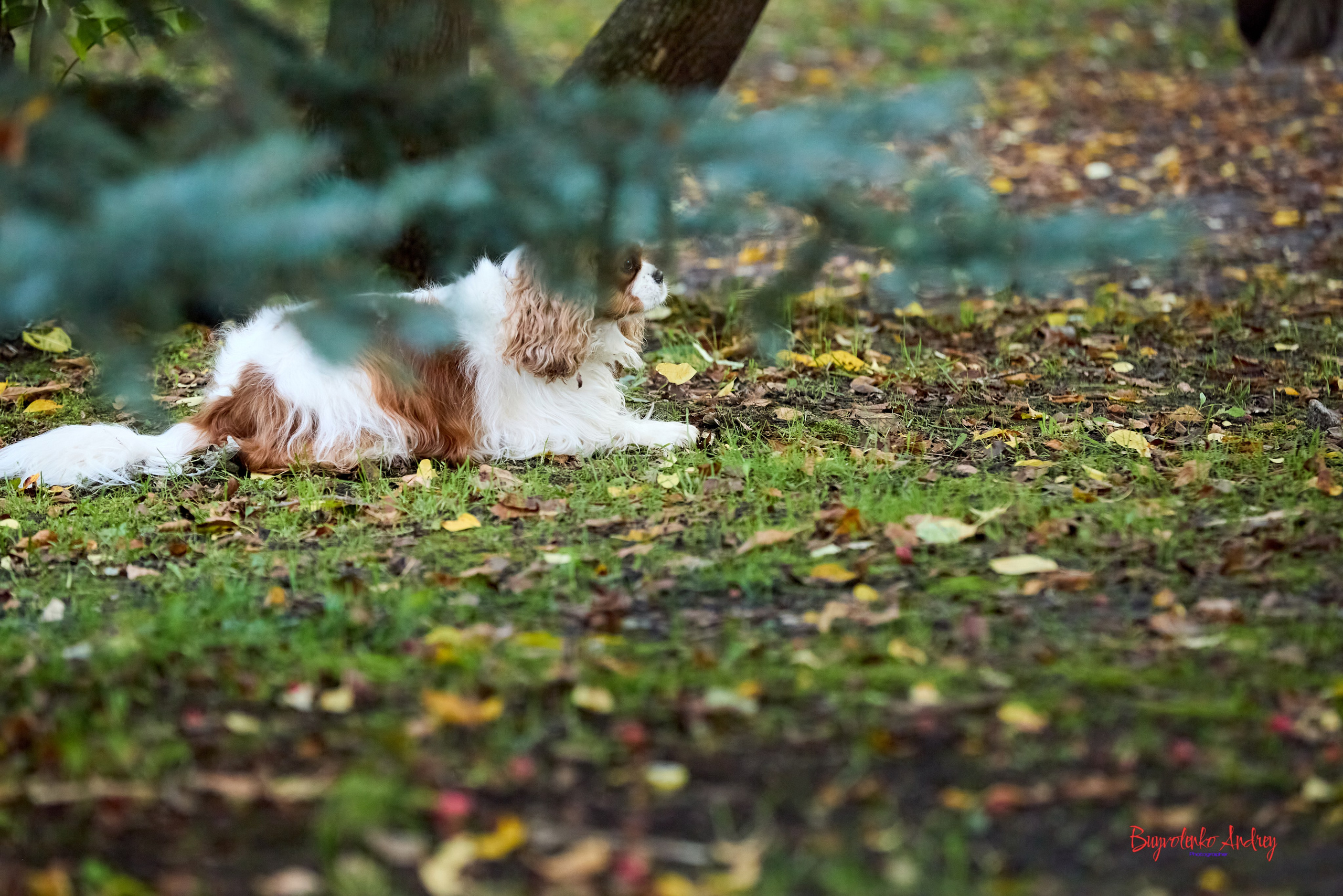 Фотопрогулка с кавалерами. Buyvolenko Andrey