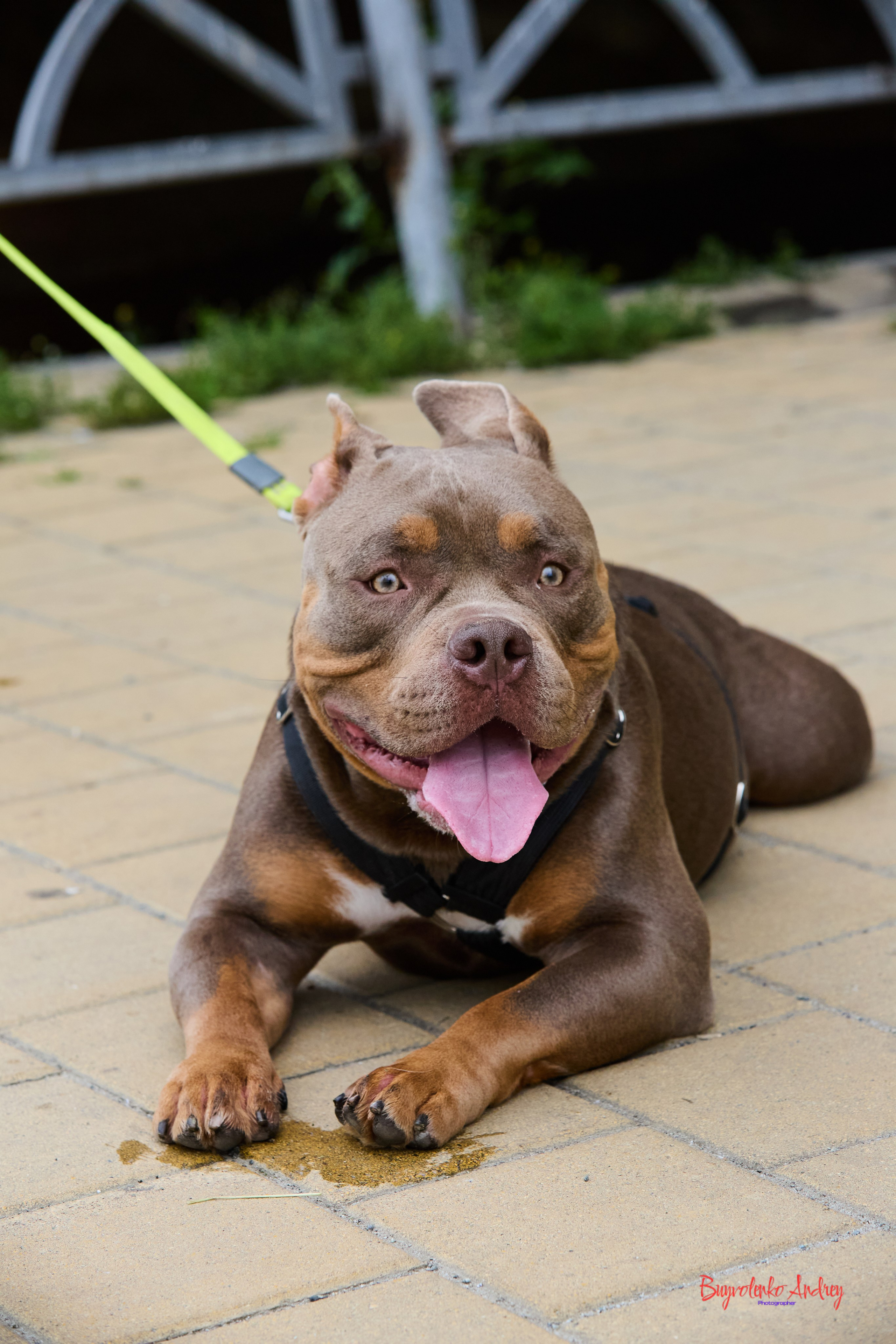 Проект фотопрогулка с хвостиком. Buyvolenko Andrey