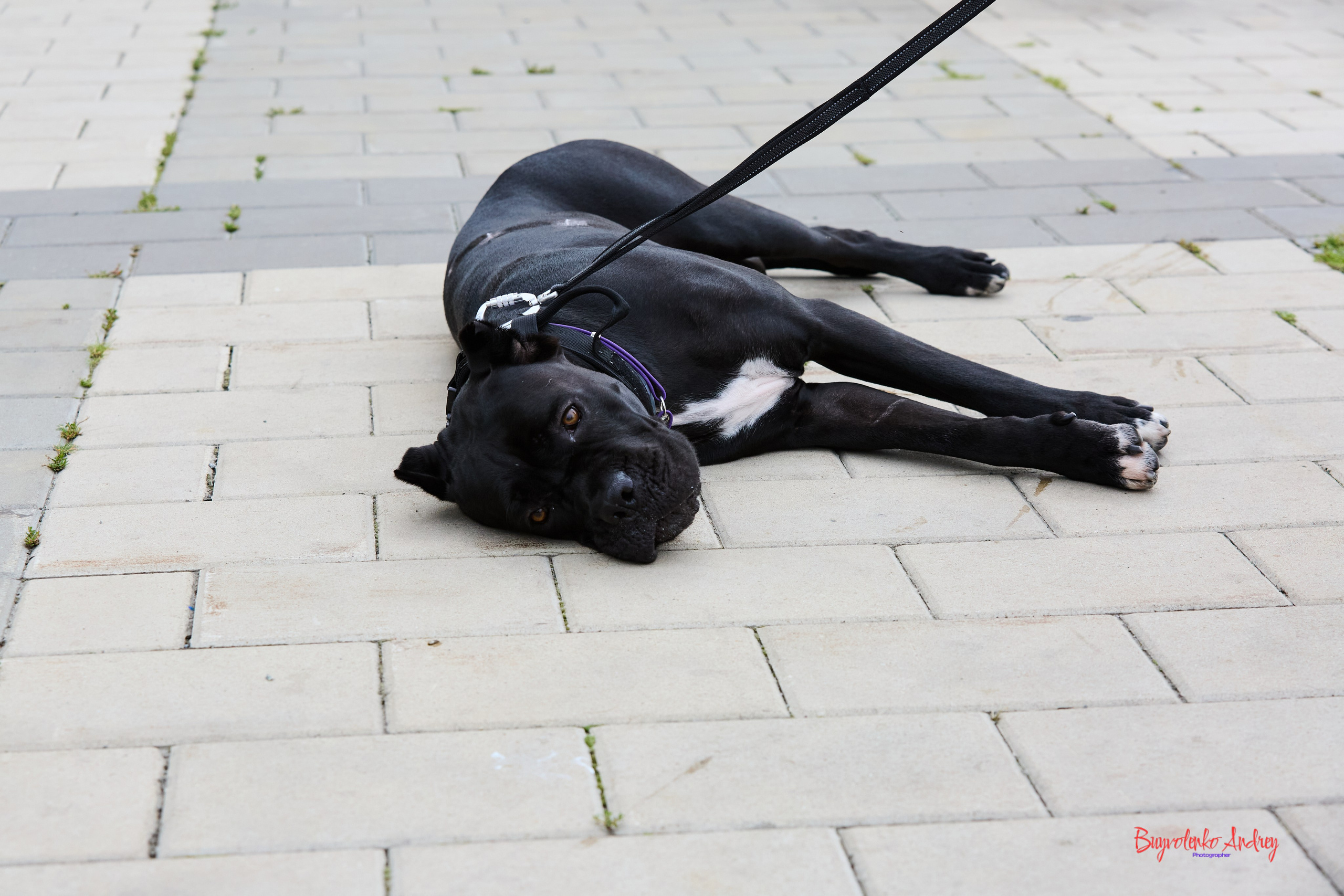 Проект фотопрогулка с хвостиком. Buyvolenko Andrey