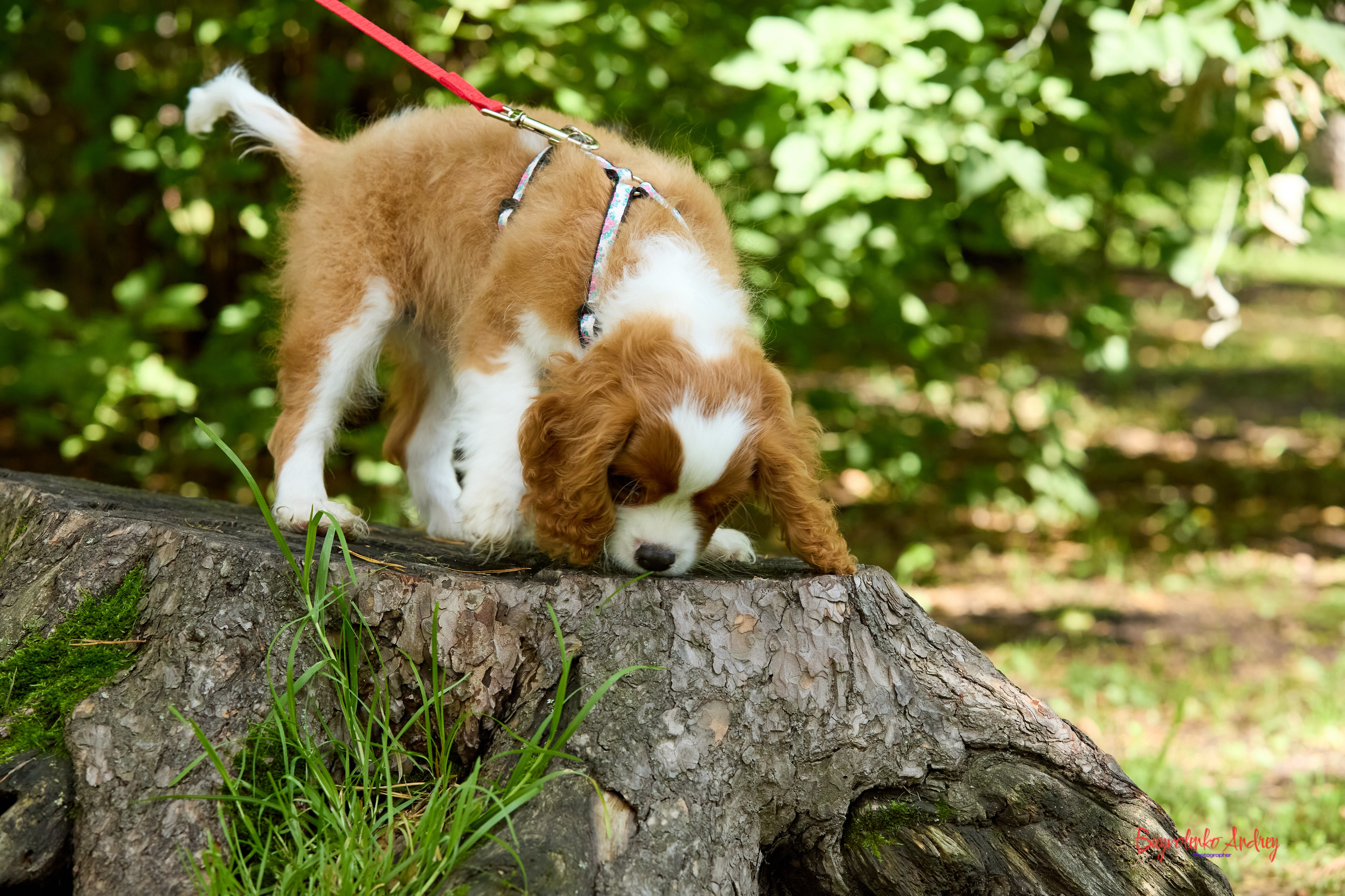 Фотопрогулка с кавалерами. Buyvolenko Andrey