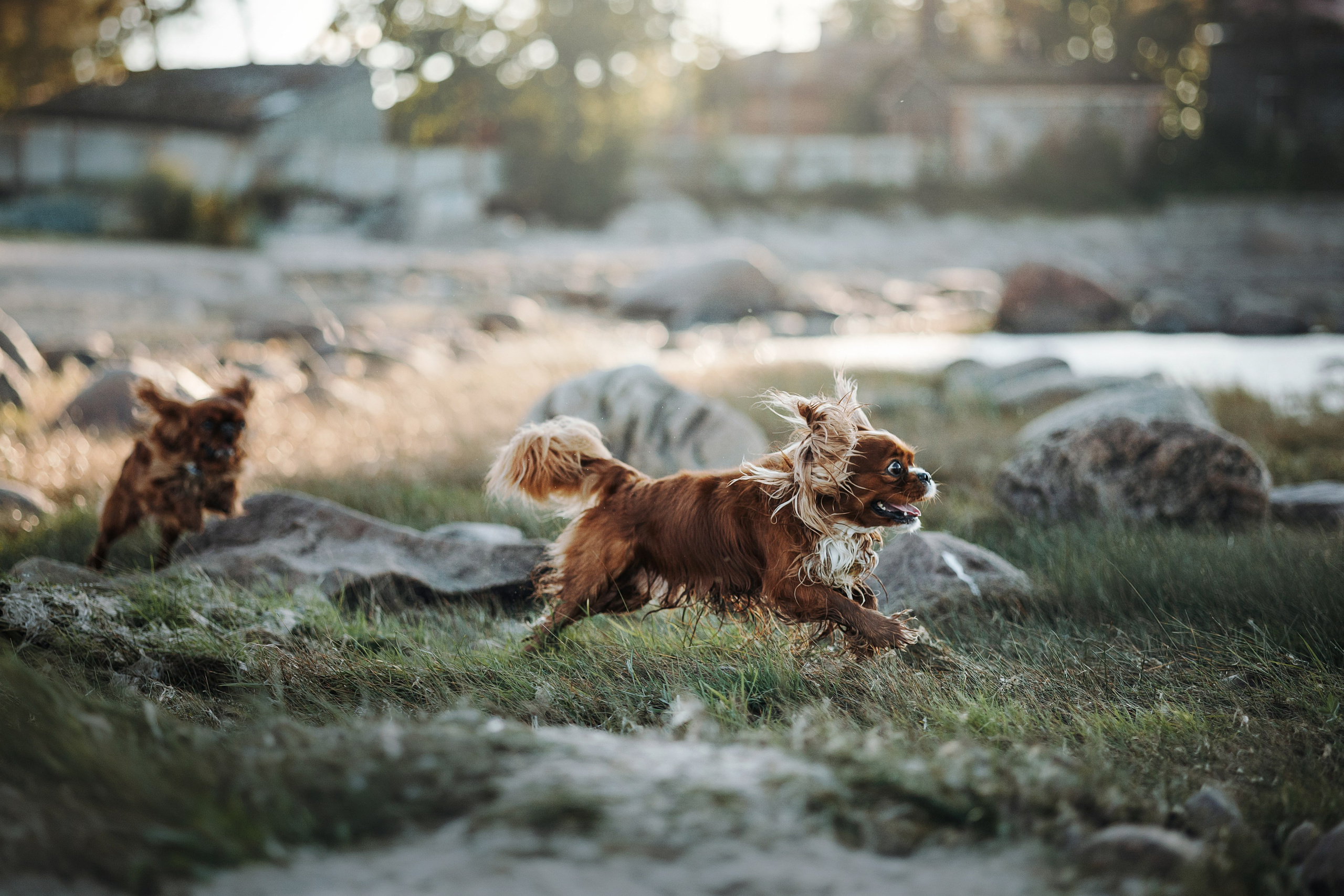 Верон, Гарри и их семья. Фотограф — Анималист | Санкт-Петербург