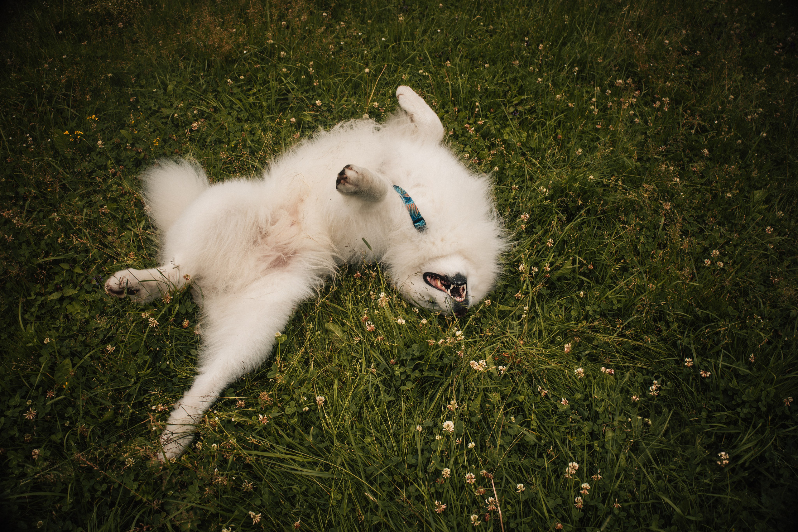 Прогулочная фотосессия девушки в парке с собакой самоедом. Фотограф-анималист в Москве Екатерина Тихонова