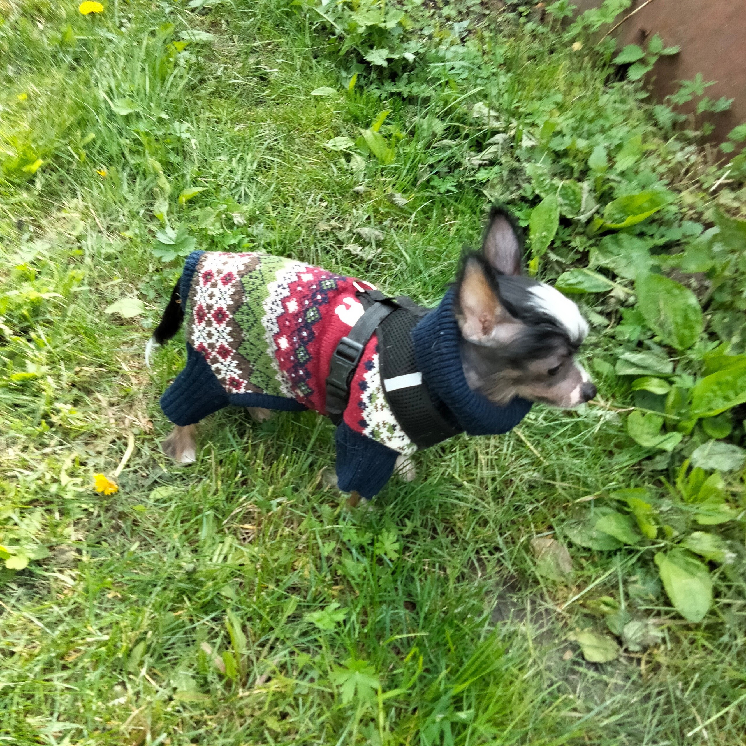 Poale Ell Vinsent. Chinese Crested Dog Kennel Poale Ell