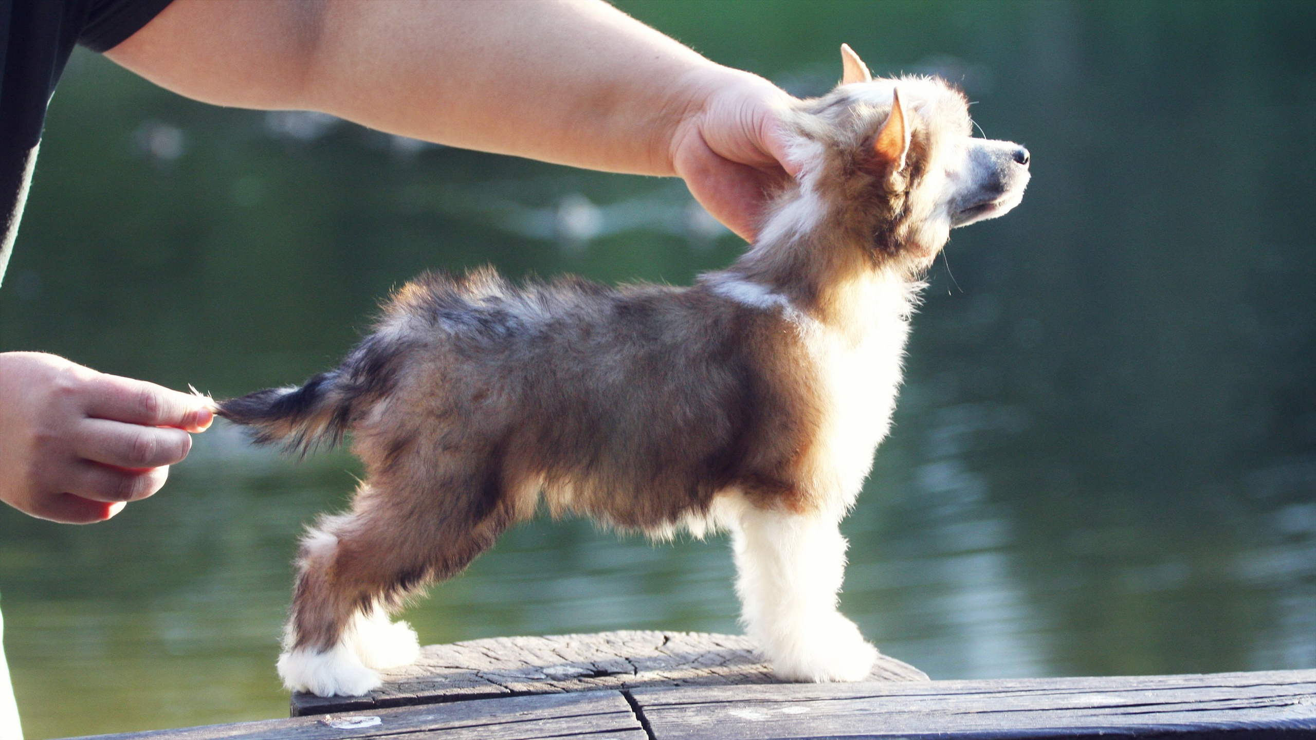 Litter C. Chinese Crested Dog Kennel Poale Ell