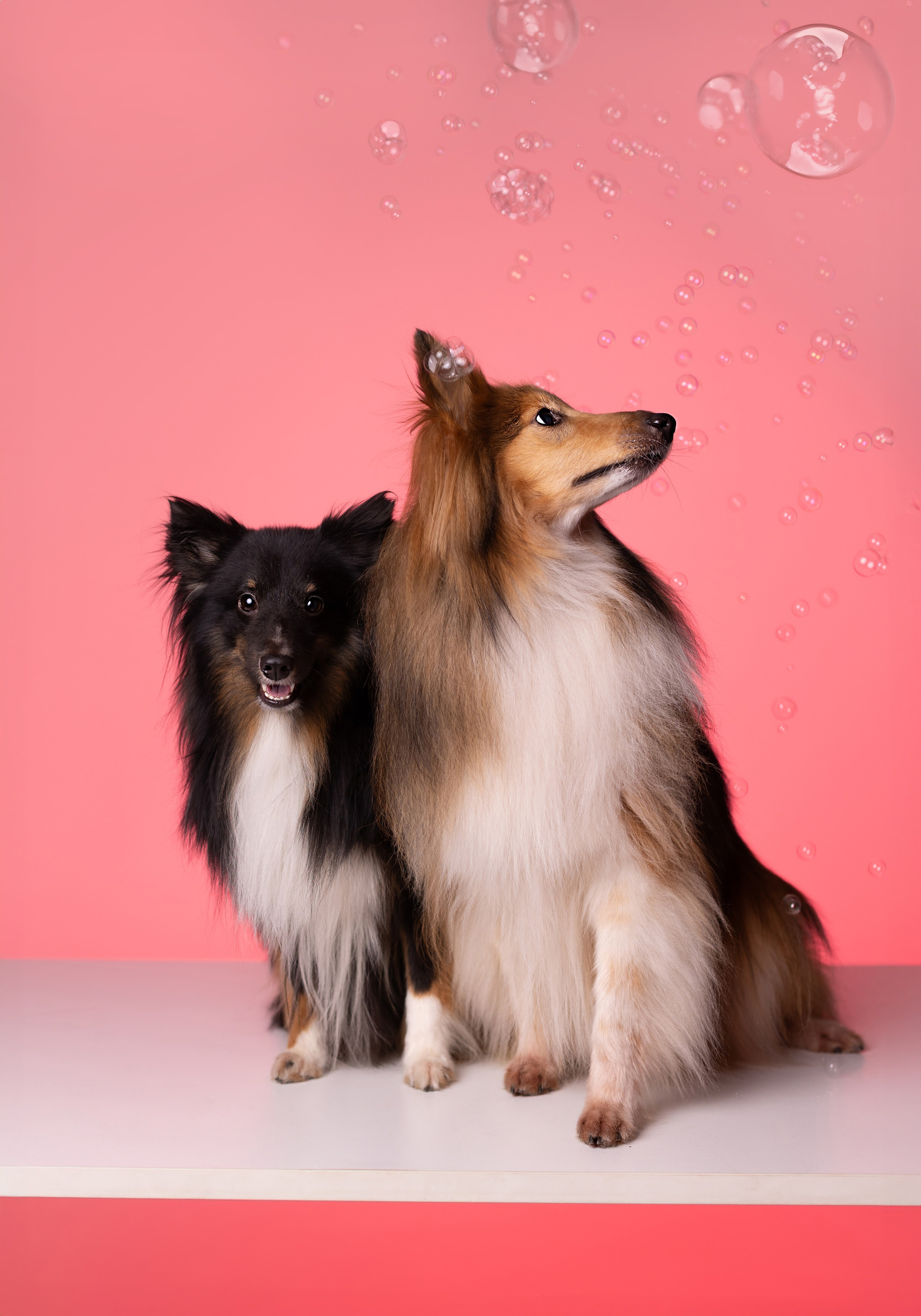 Неон 2 (фотодень). Фотограф анималист Кристина Карпова, Москва