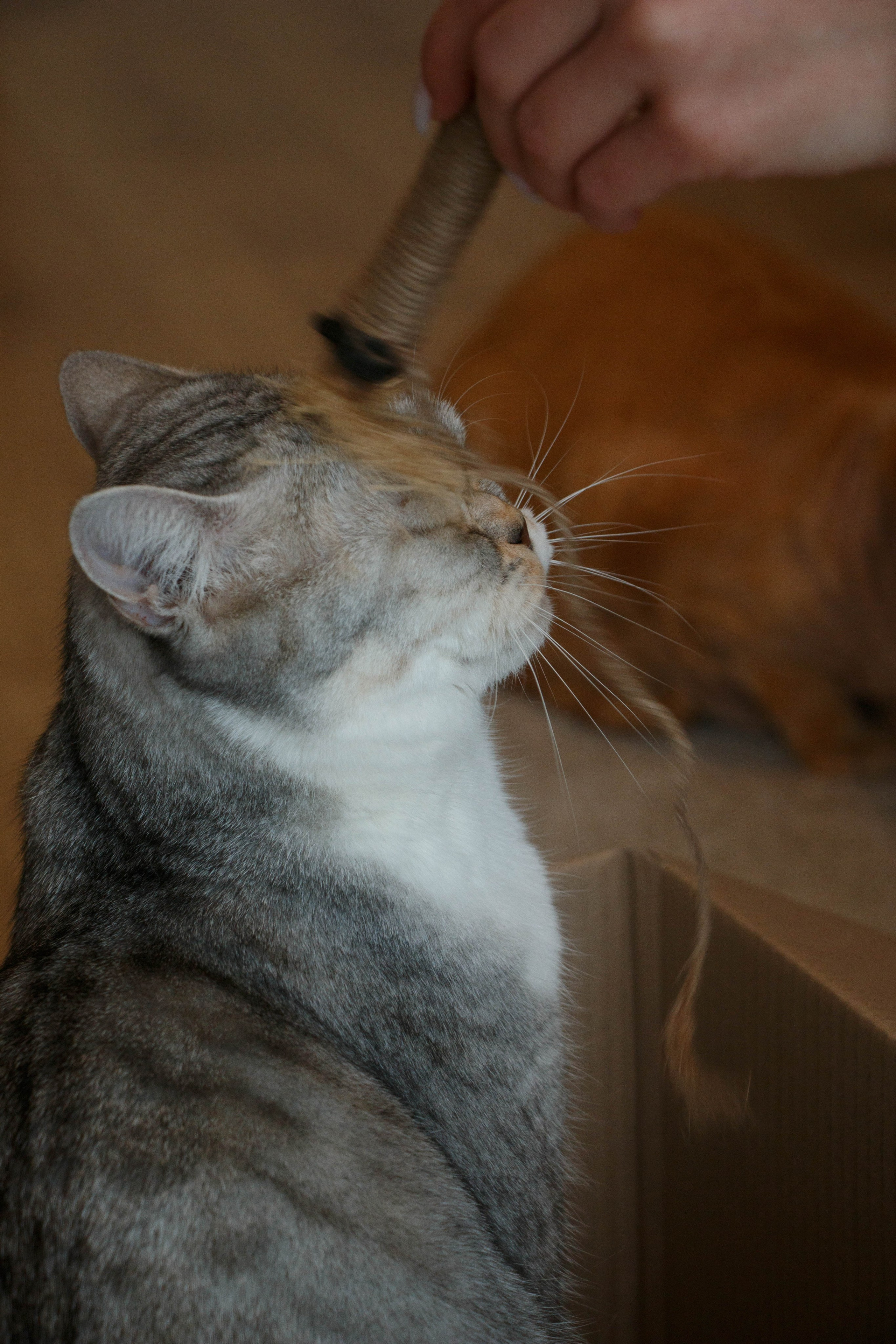 TANYA&NALLA. Бережно сохраняю ваши чувства и истории на своих фотографиях