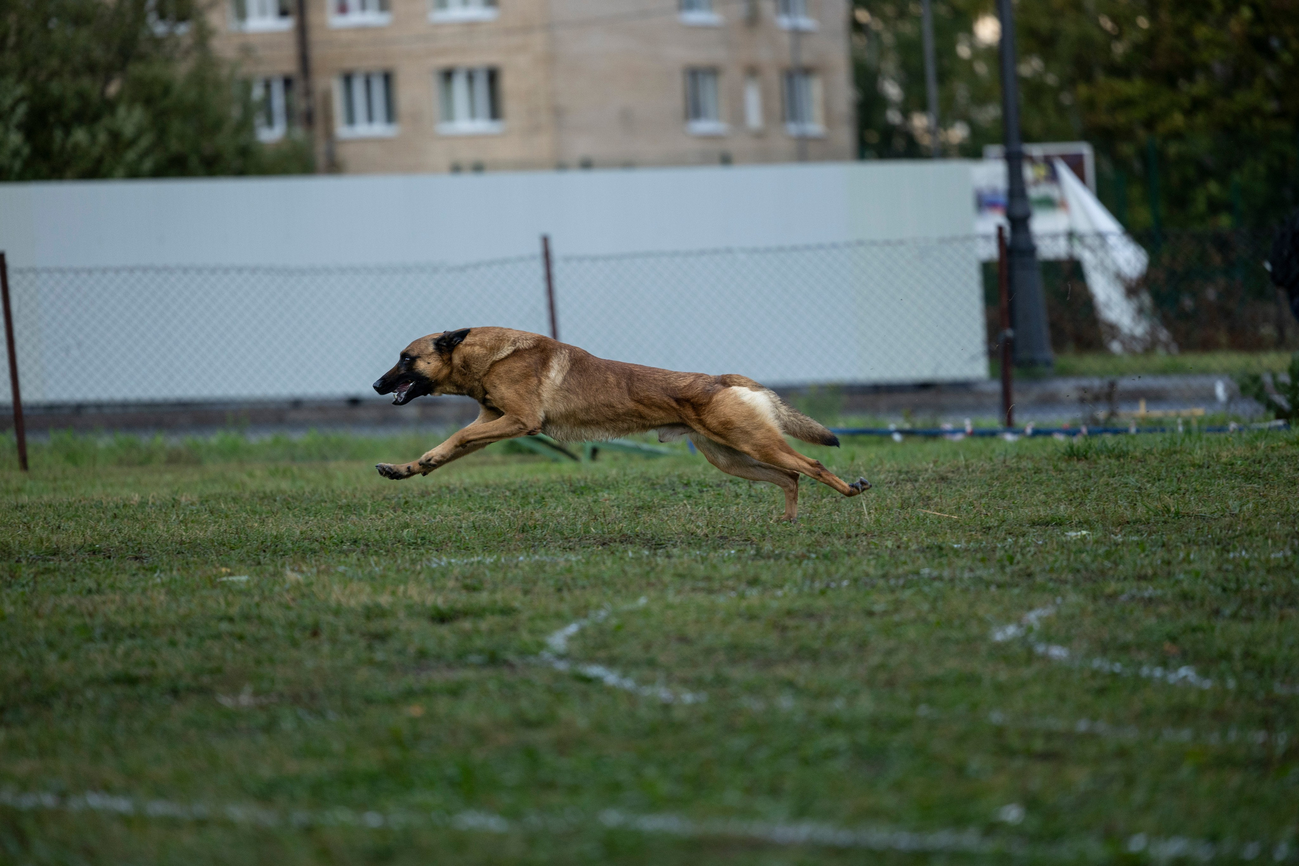 Испытания по Мондьорингу г. Пушкин. Фотограф-анималист Анна Маринич