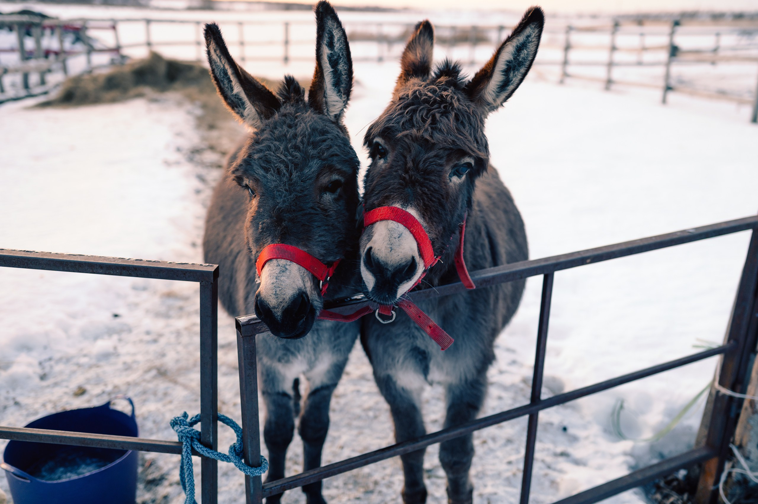 Январь. Komonev