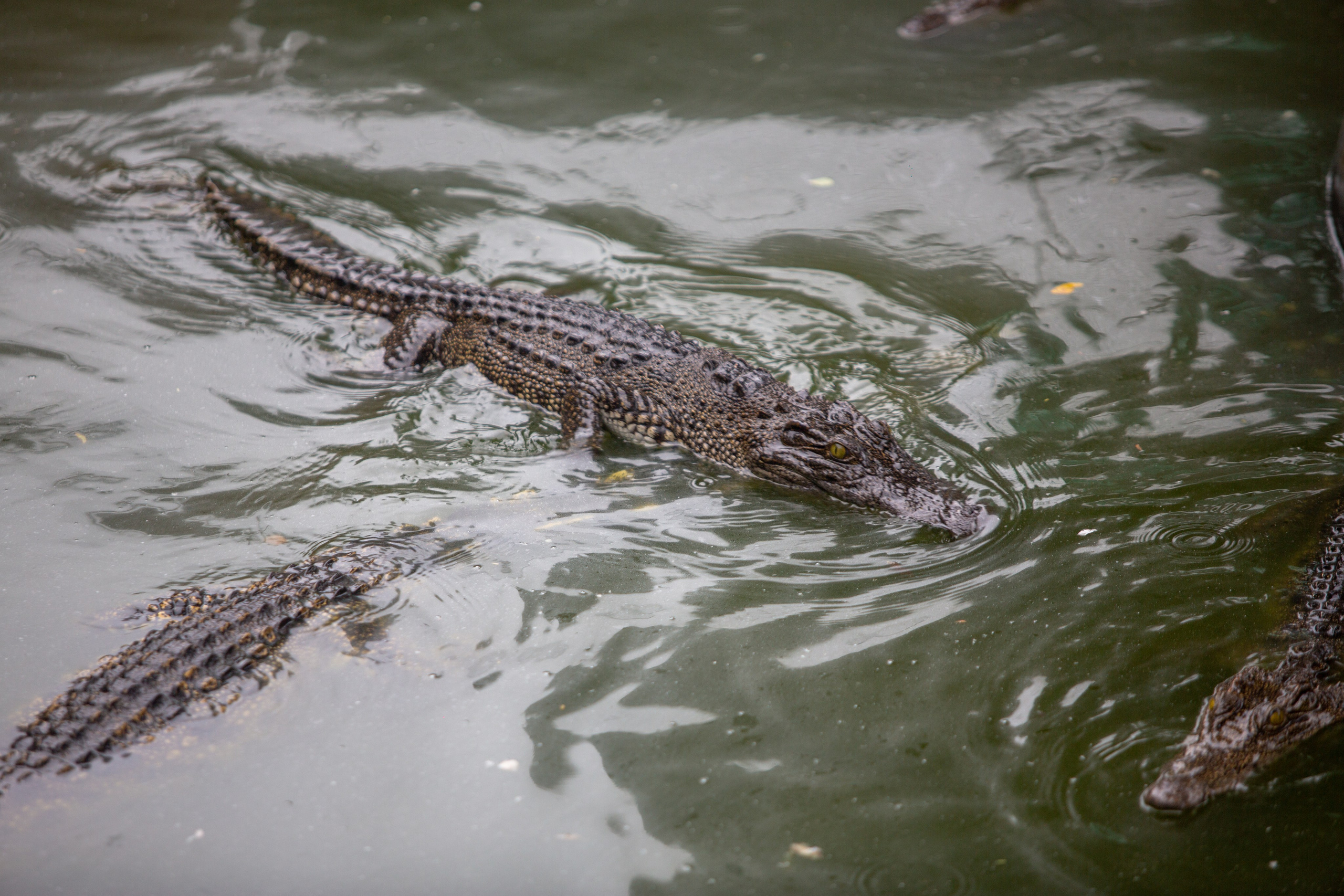 Samut Prakan Crocodile Farm & Zoo. Photographer Sonkina Tatiana (Tanya Ash)