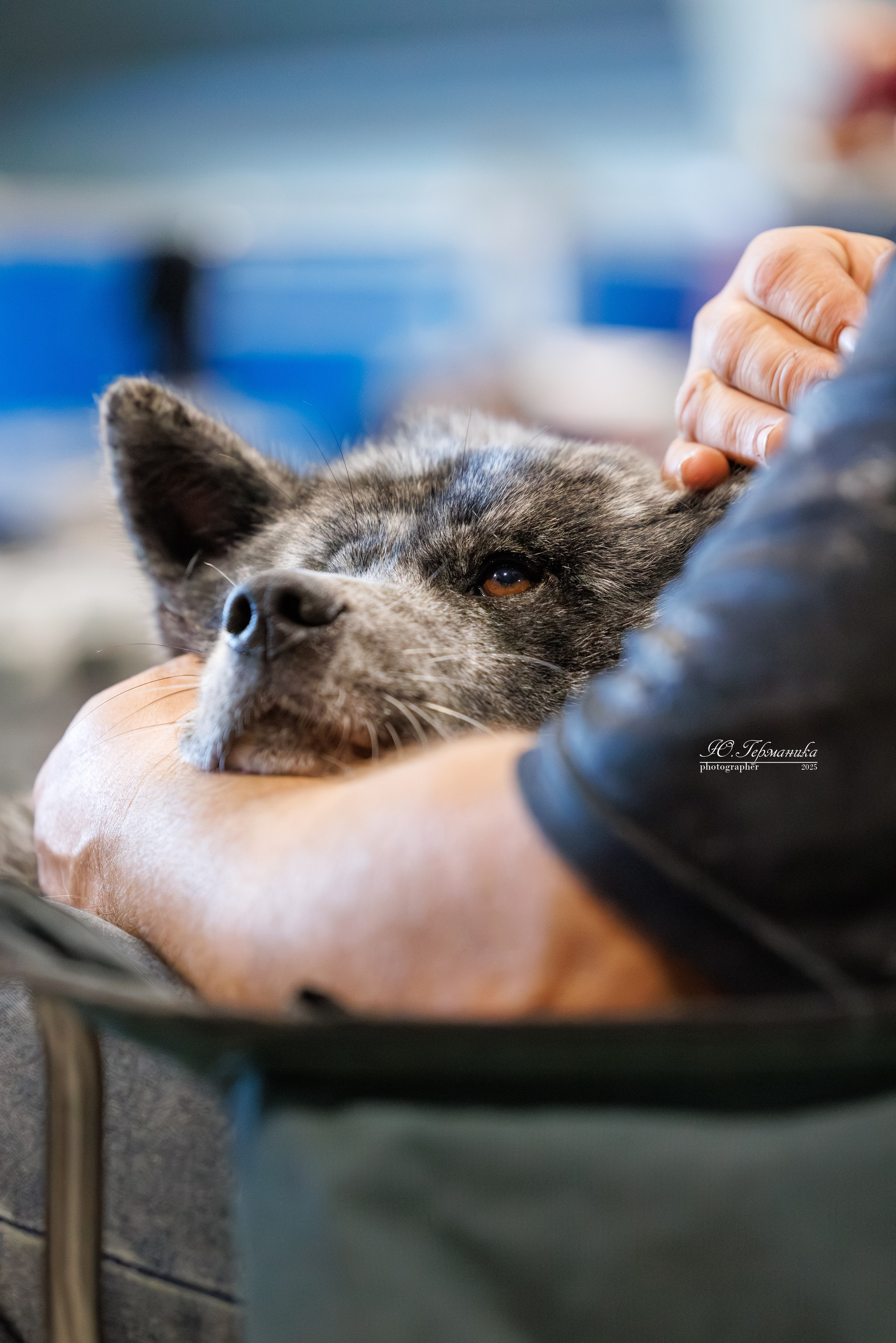 Минск 31.05-1.06.2025. Фотограф-анималист Юлия Германика