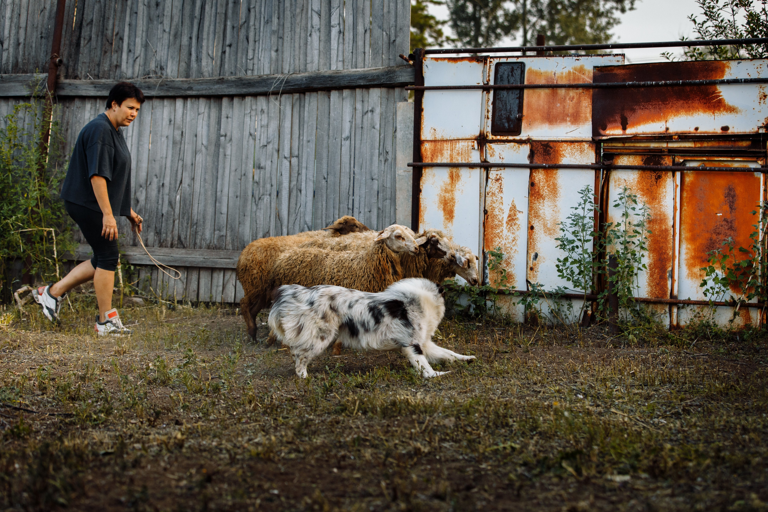 Овечий день. О нас