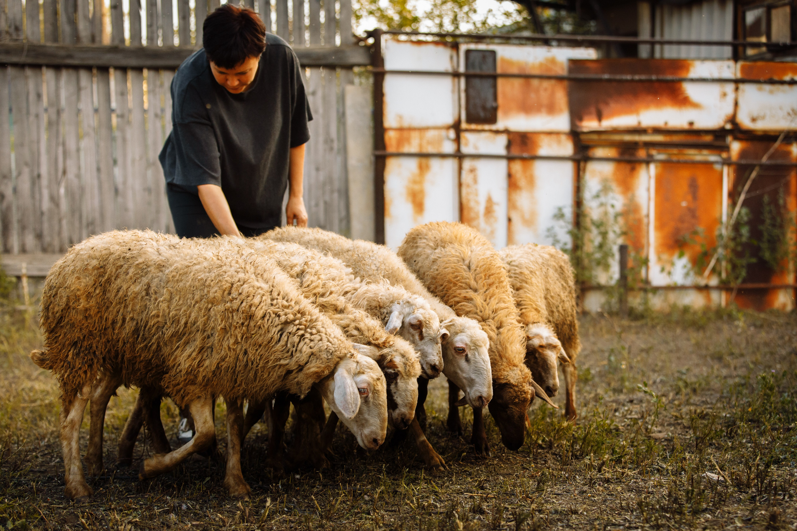 Овечий день. О нас