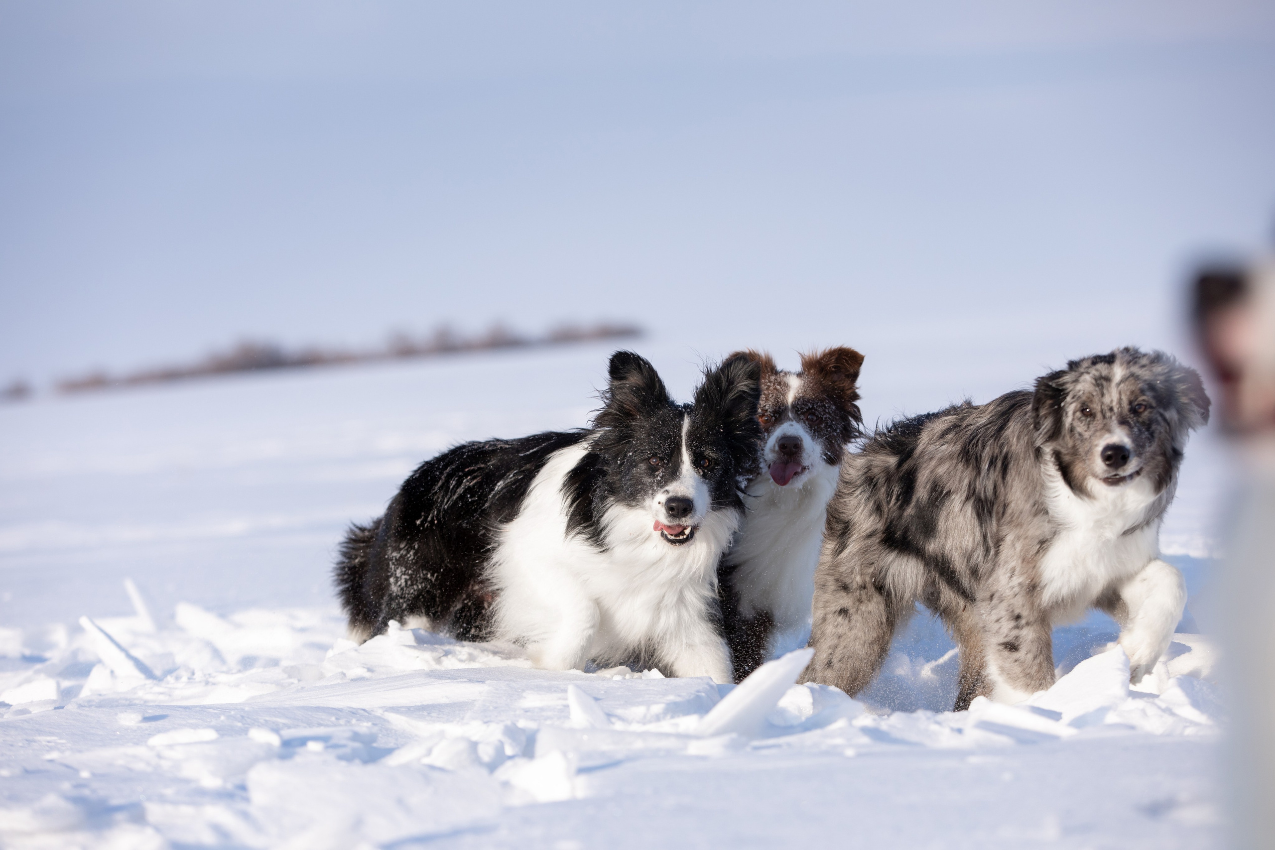 Мороз и солнце. О нас