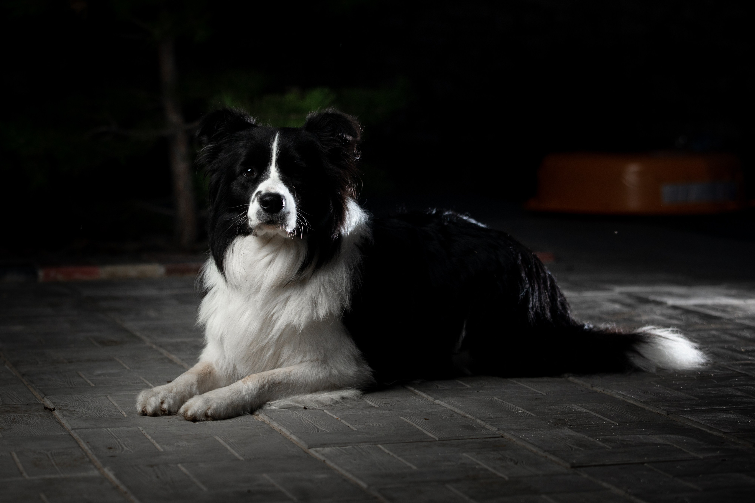 Овечий день. О нас