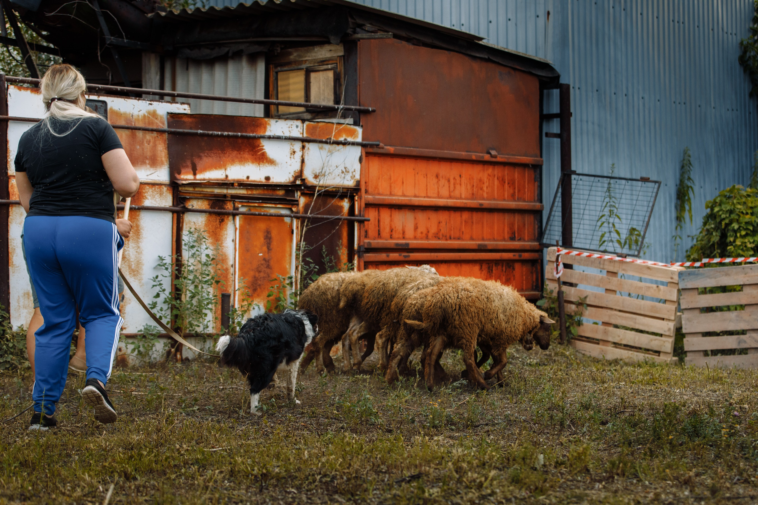 Овечий день. О нас