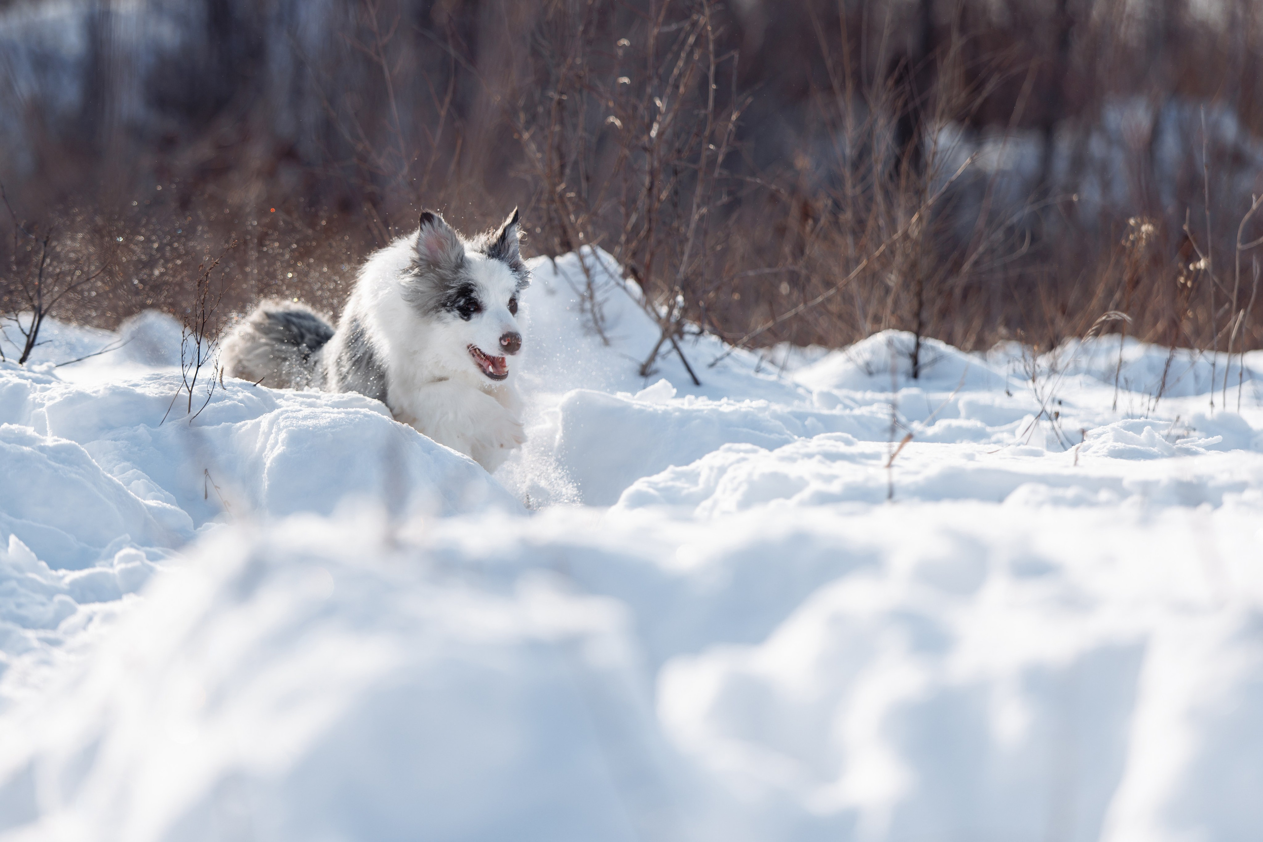Яркий январь. О нас