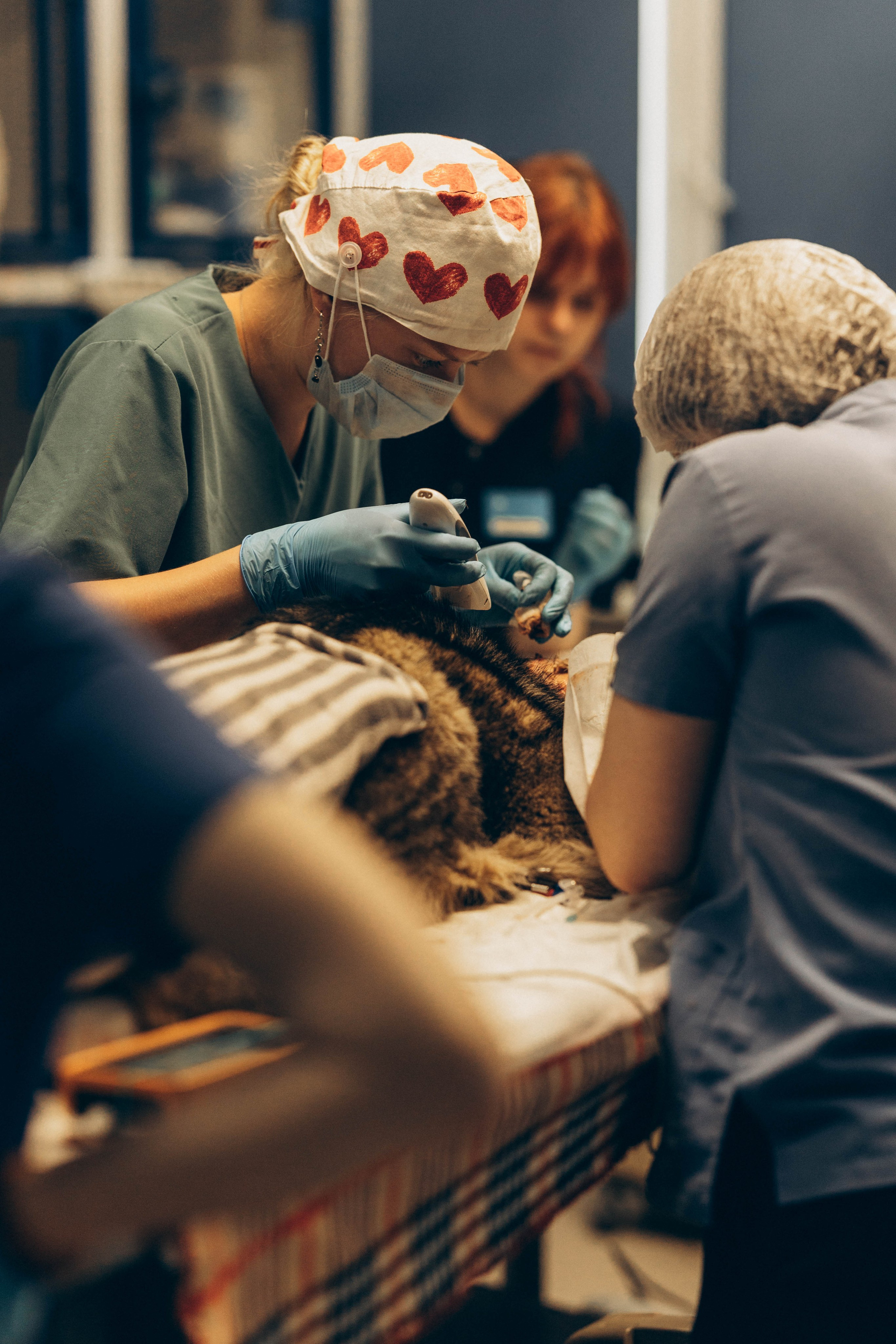 VetLife. Татьяна Афонина | Фотограф