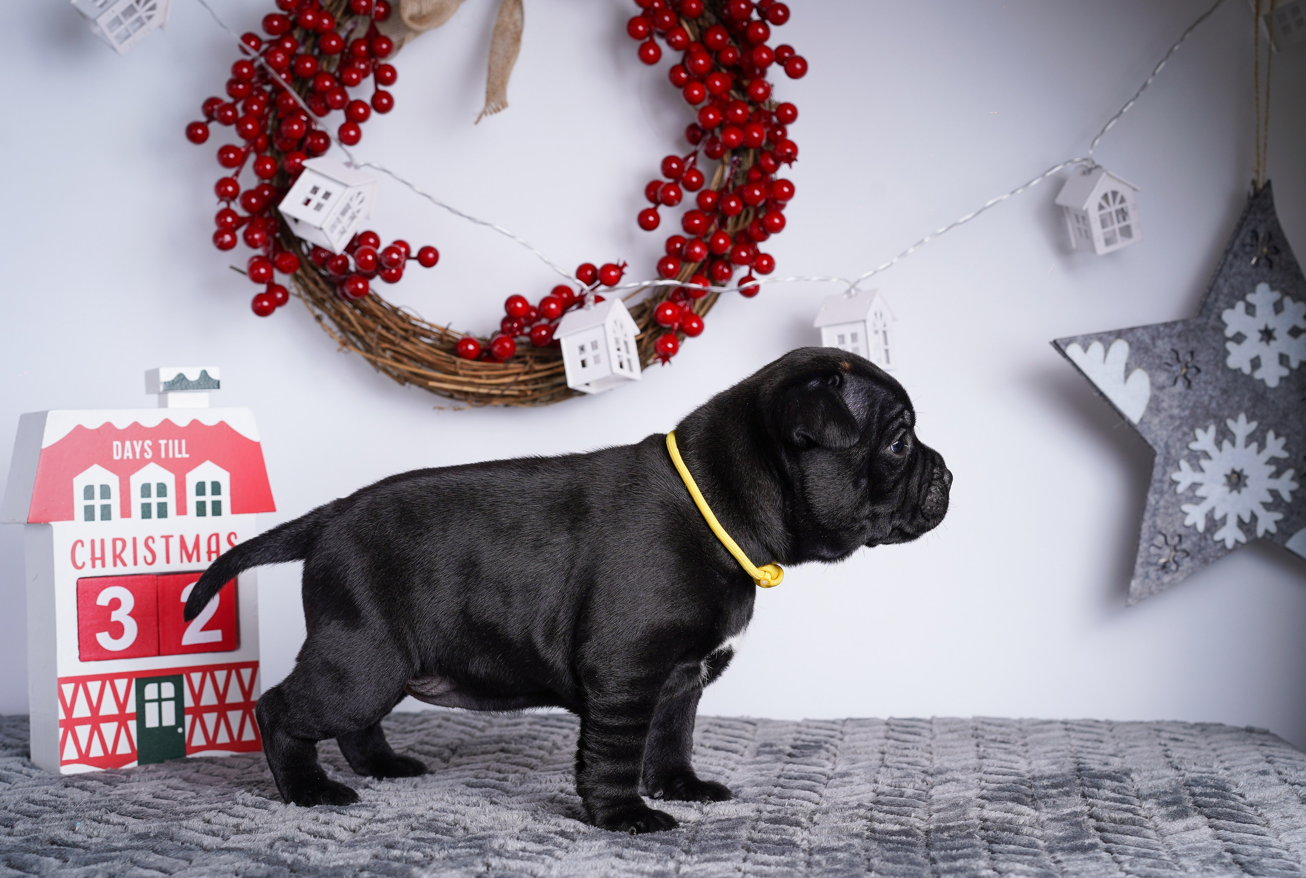 Щенки стаффи. Фотограф-анималист в Санкт-Петербурге Яна Мартынова