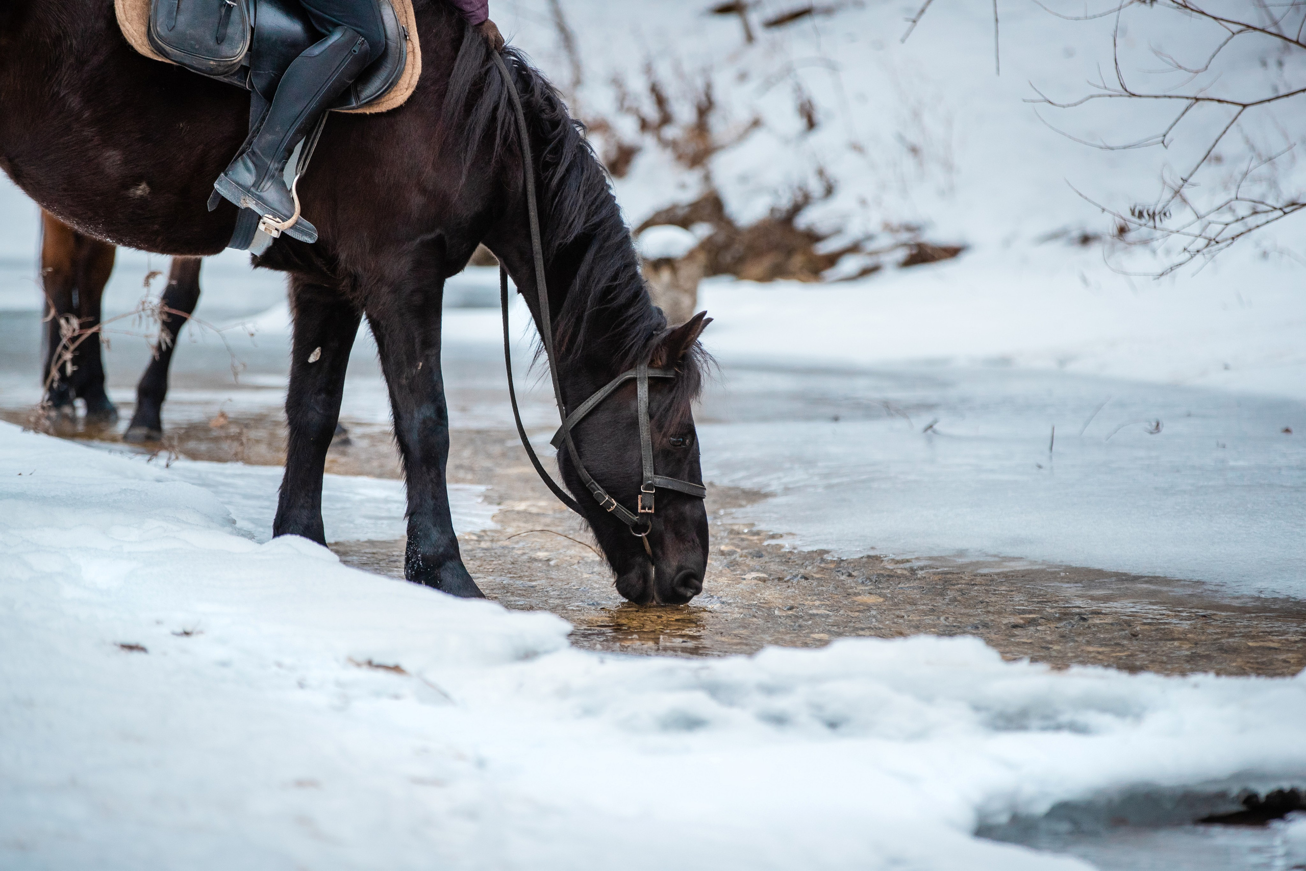 Фототуры в Карачаево-Черкессии 2019-2020. Фотограф-анималист Ксендзова Кристина