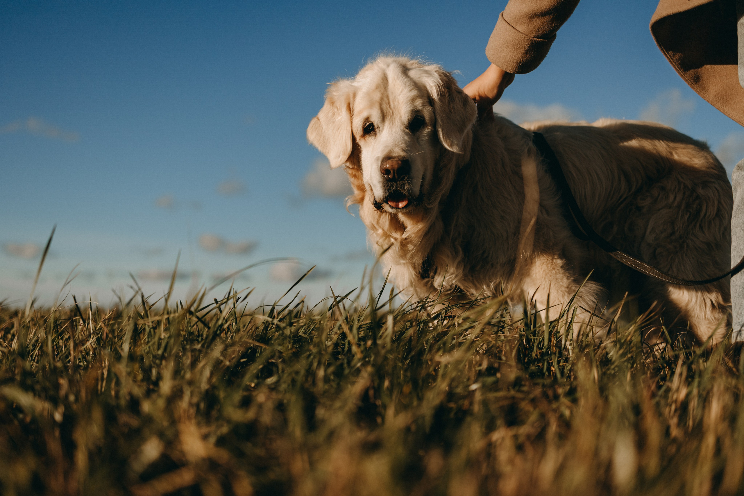 Лера и Скай. Фотограф — Анималист | Санкт-Петербург